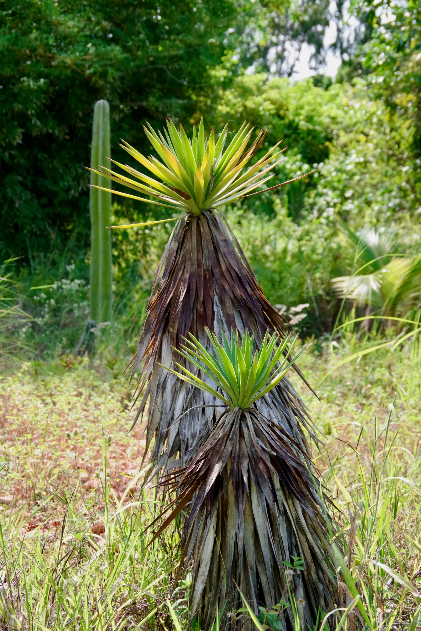 Verified image of Spanish Dagger showing stiff pointed leaves.