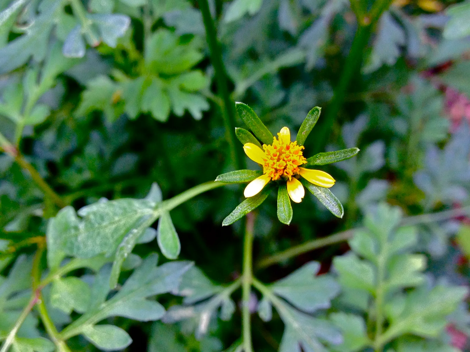 Verified image of Spanish Needles showing small yellow heads.