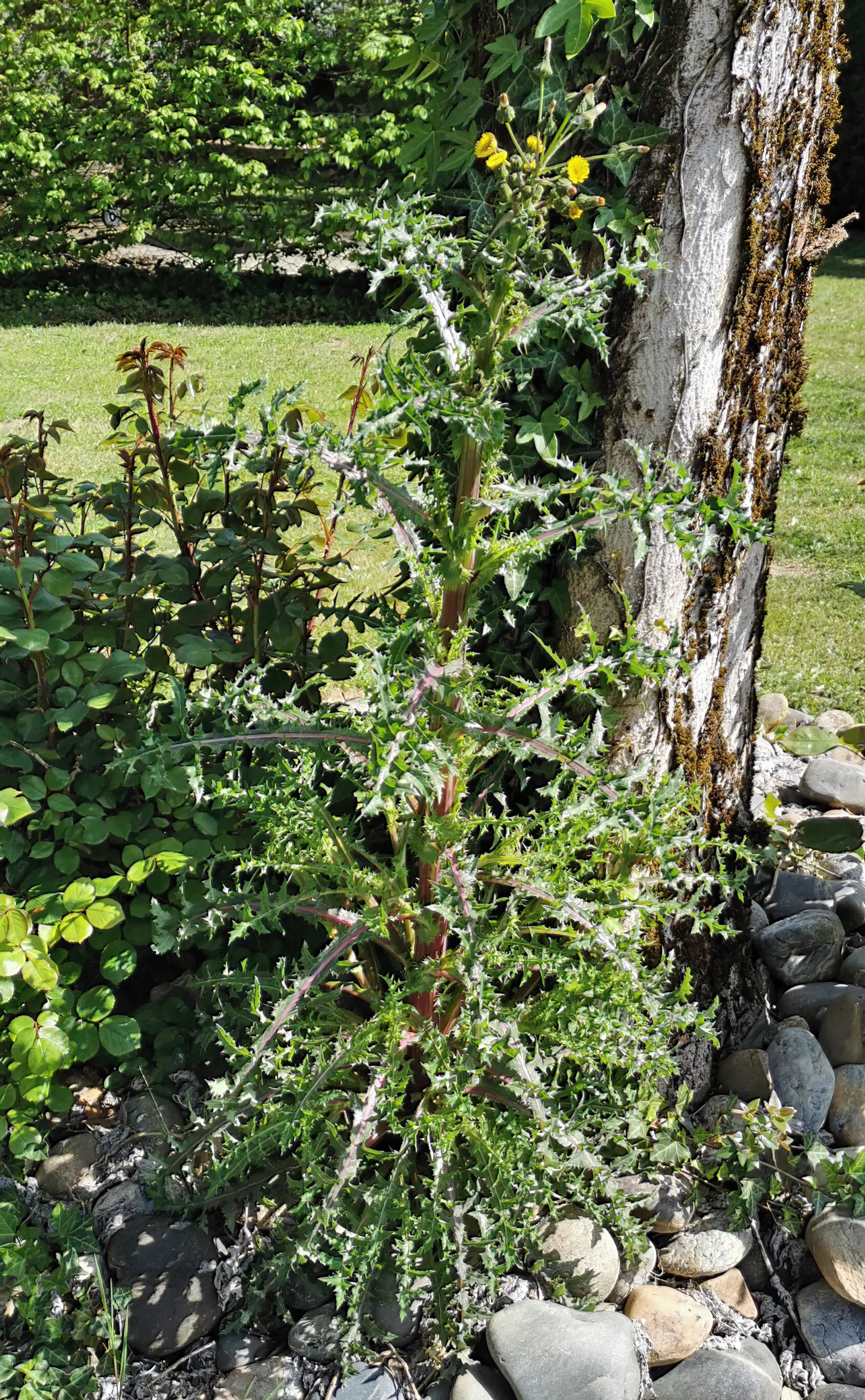 Spiny Sowthistle showing clasping spiny leaves.