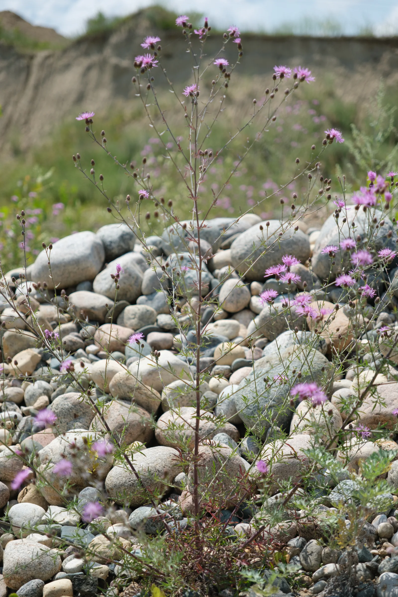 Spotted knapweed with purple flower heads and wiry stems.