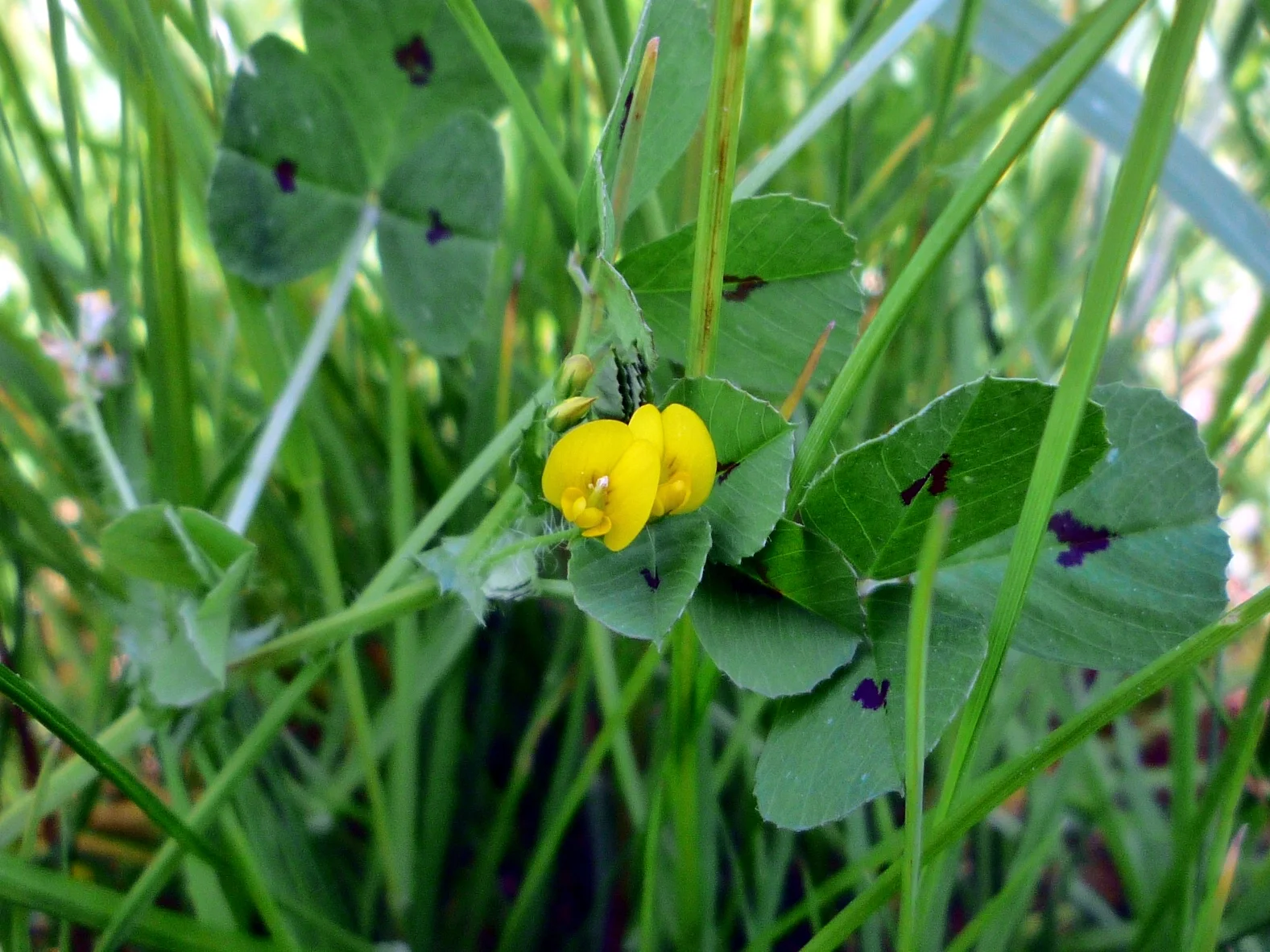 Spotted Medick showing dark-blotched leaflets.