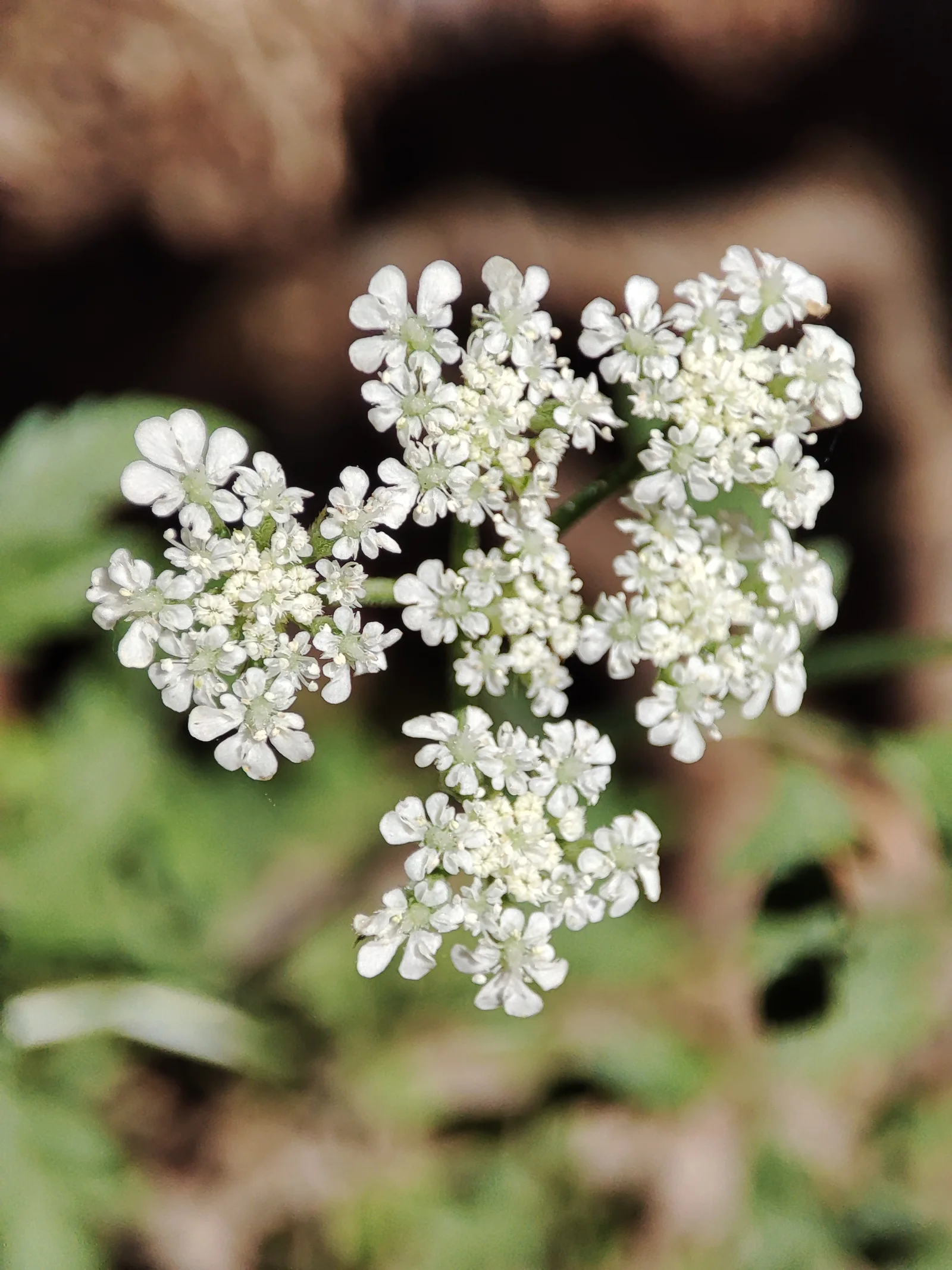 Spreading Hedgeparsley showing finely divided parsley-like leaves.