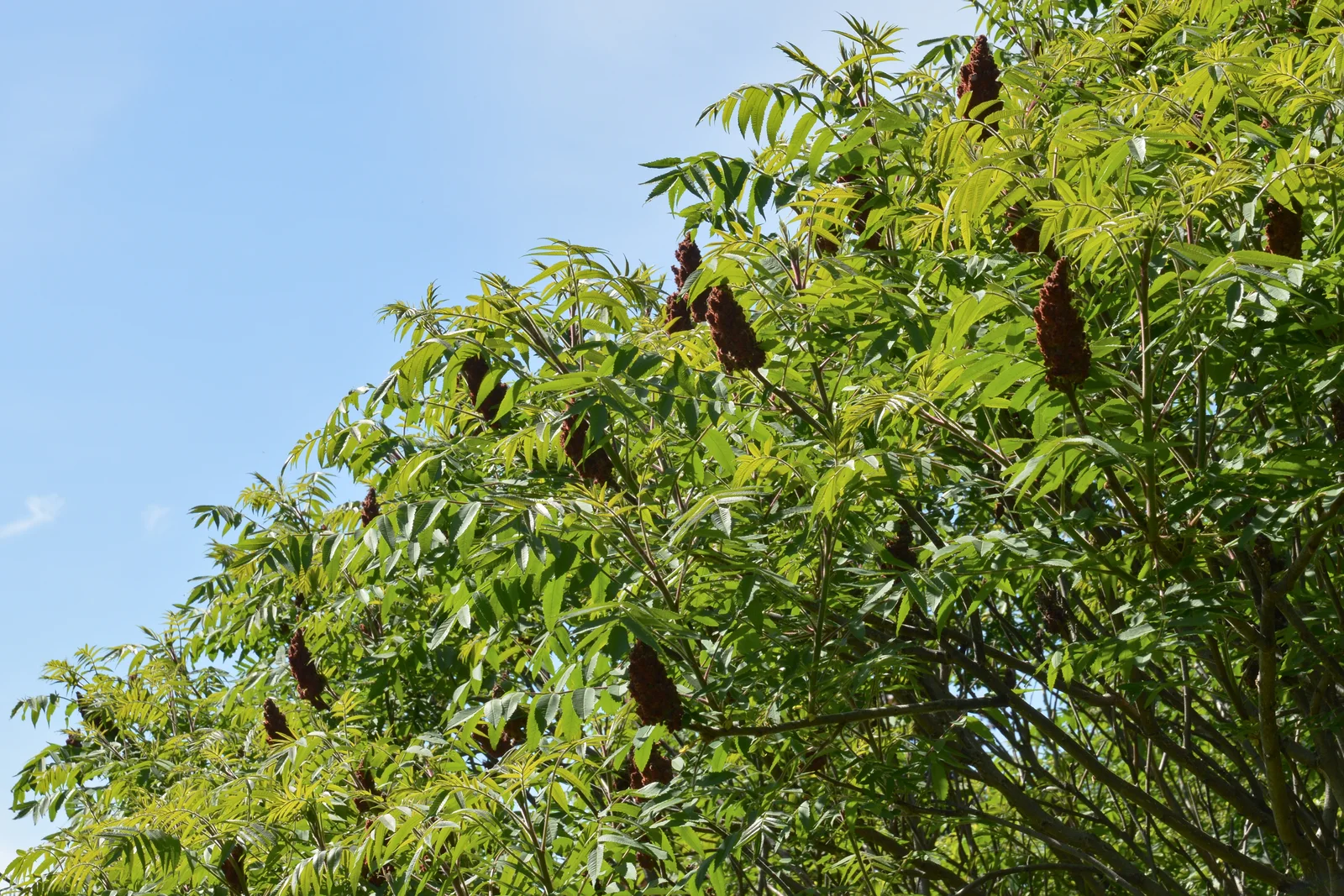 Staghorn Sumac showing field marks for Rhus typhina.