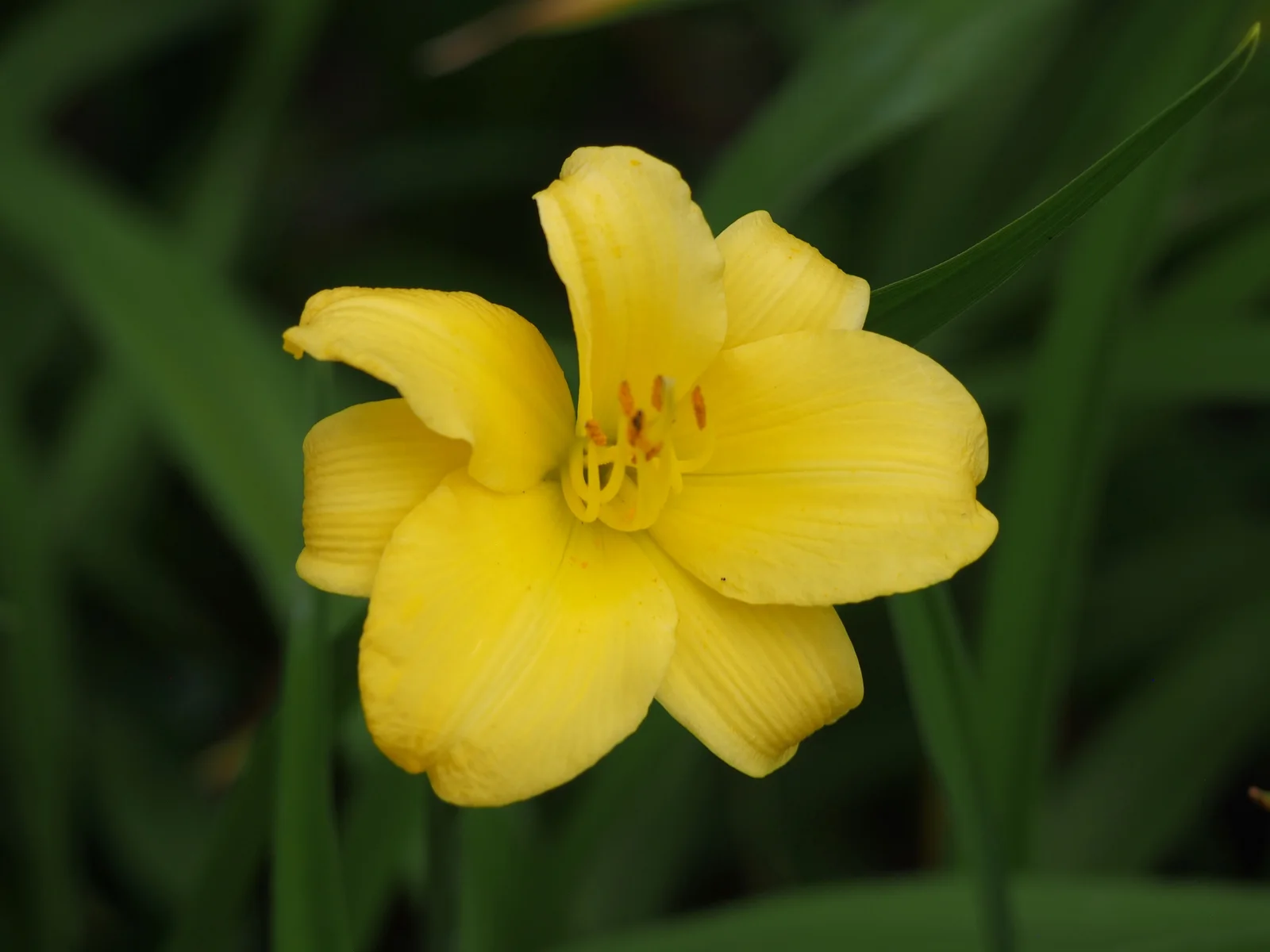Stella De Oro Daylily with a golden open flower.
