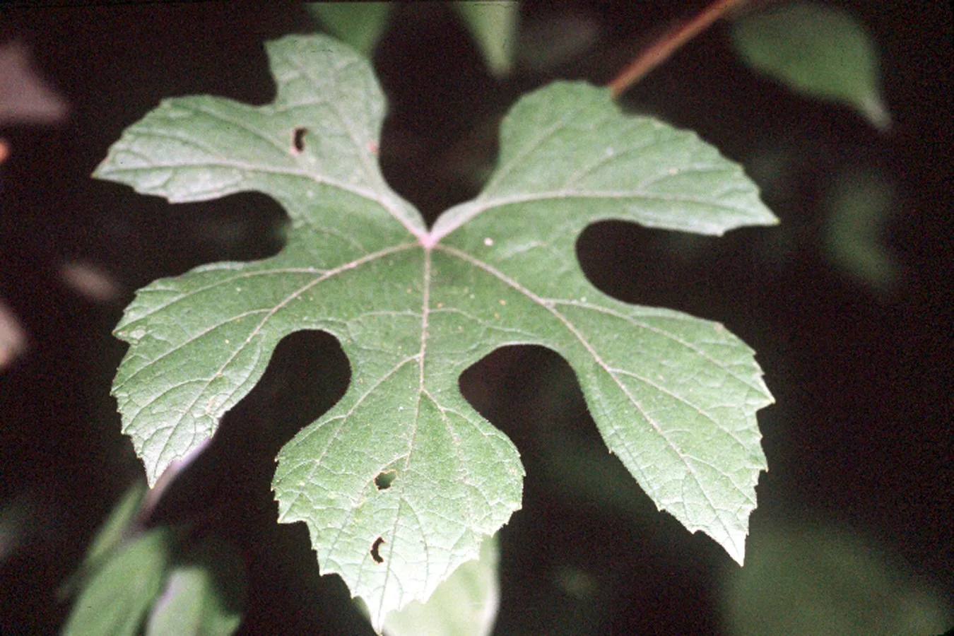 Summer Grape showing field marks for identification.