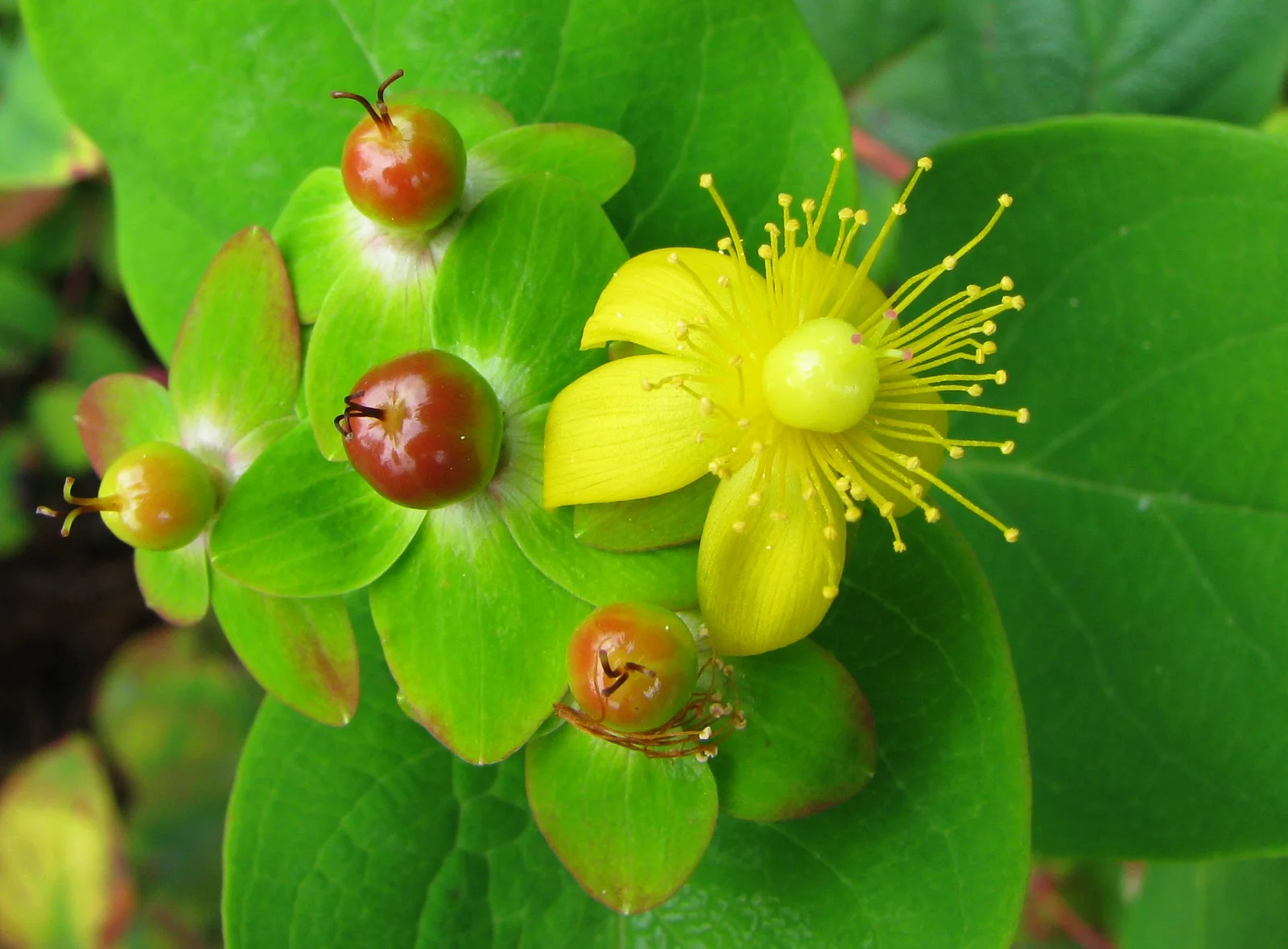 Sweet-Amber showing opposite oval leaves.