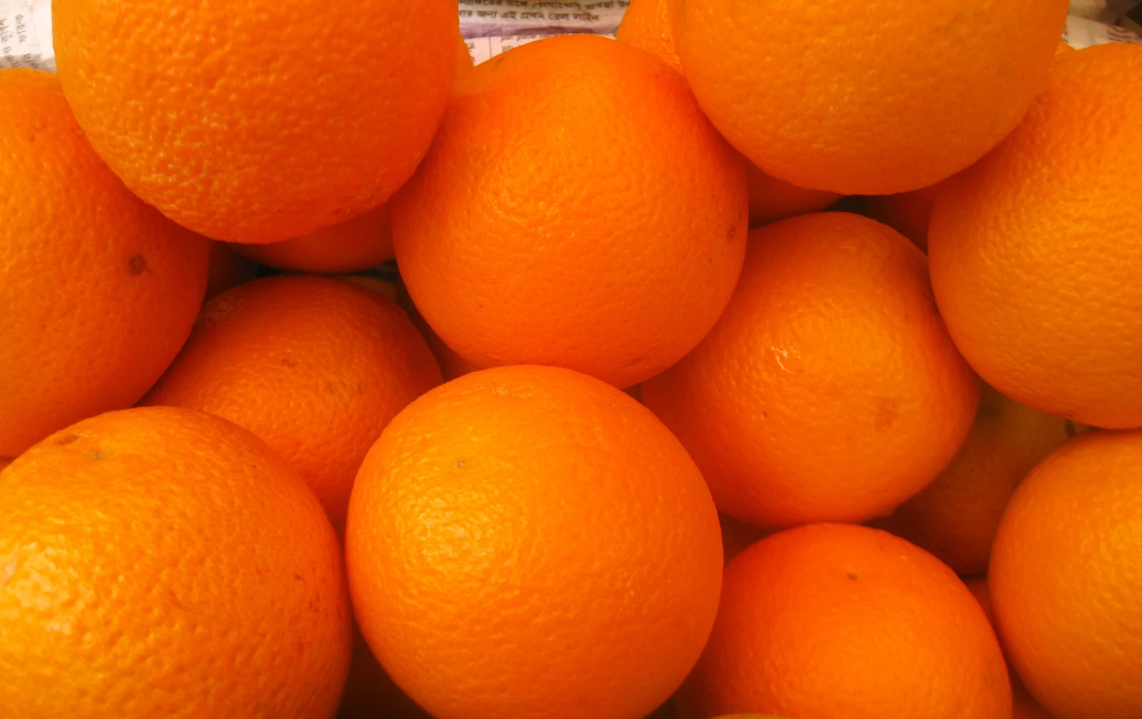 Sweet Orange fruit and leaves on Citrus sinensis.
