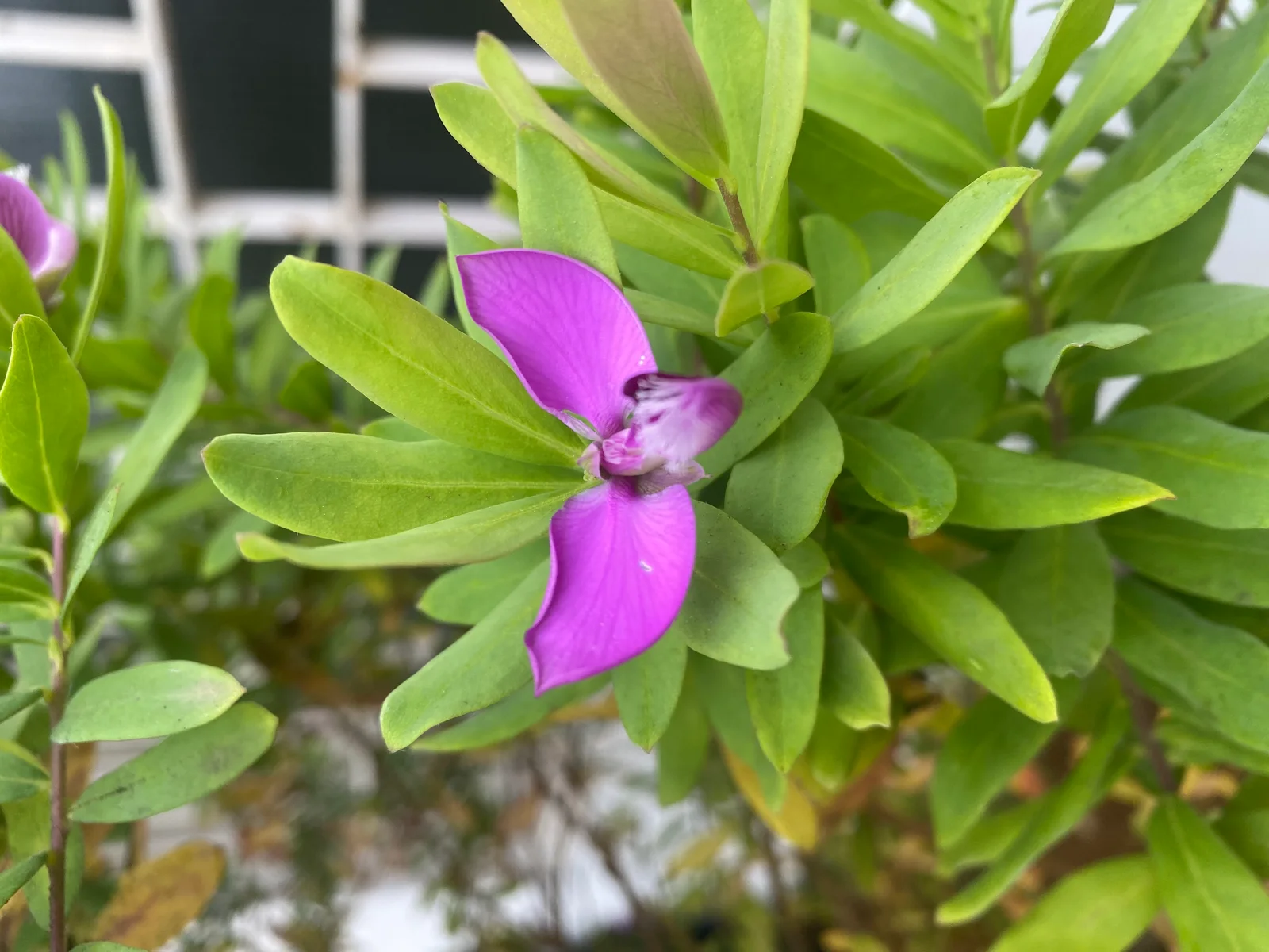 Mauve Sweet Pea Bush flowers and leaves.