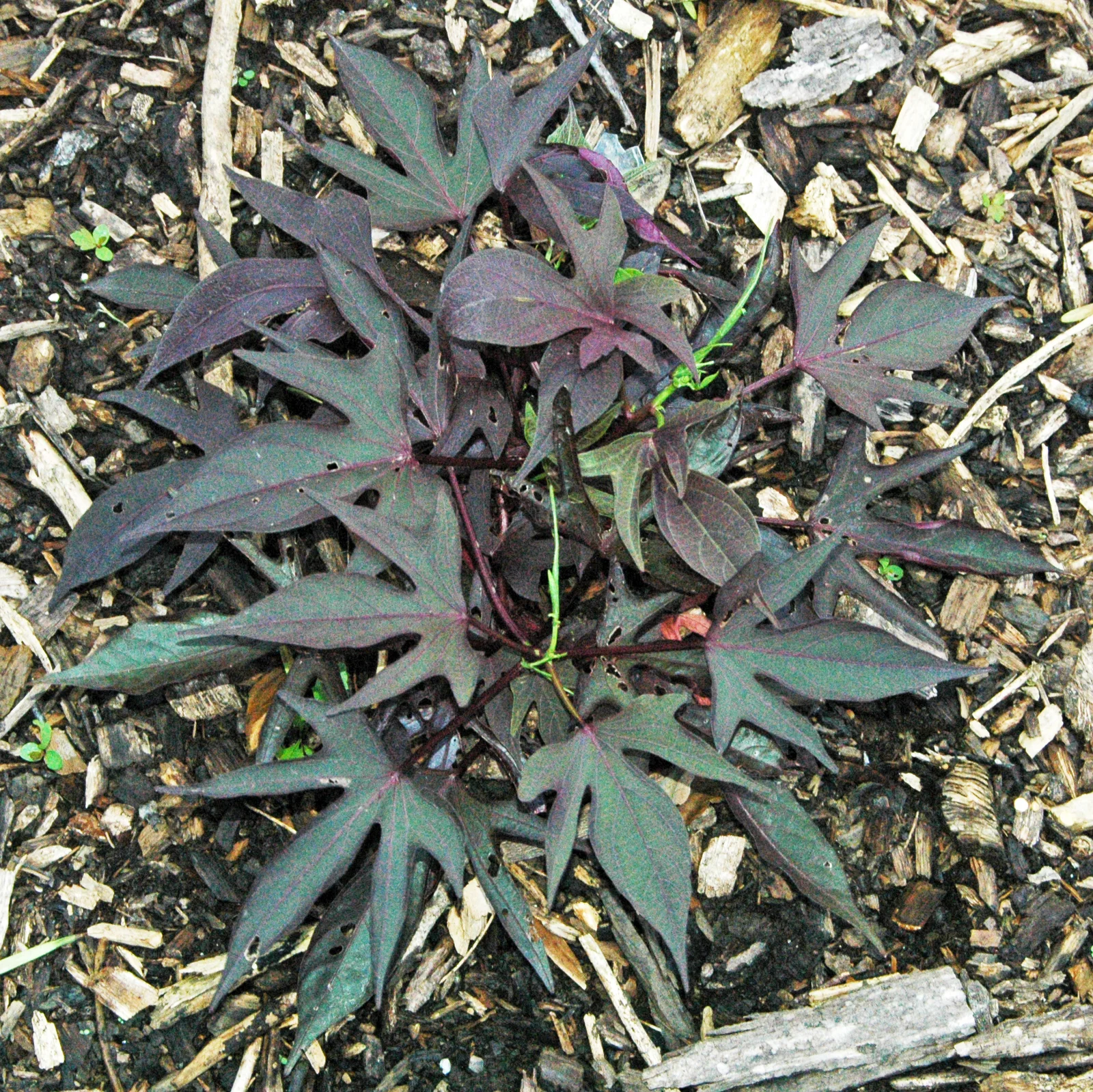 Dark purple ornamental sweet potato vine leaves growing in a dense mat.