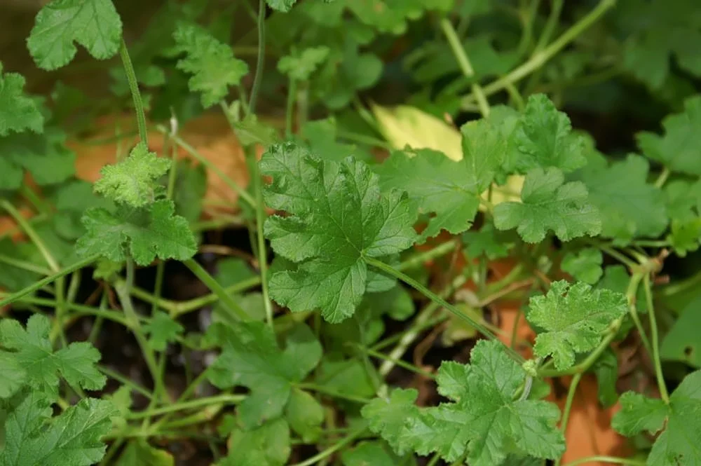 Sweet Scented Geranium field image showing key visible features.