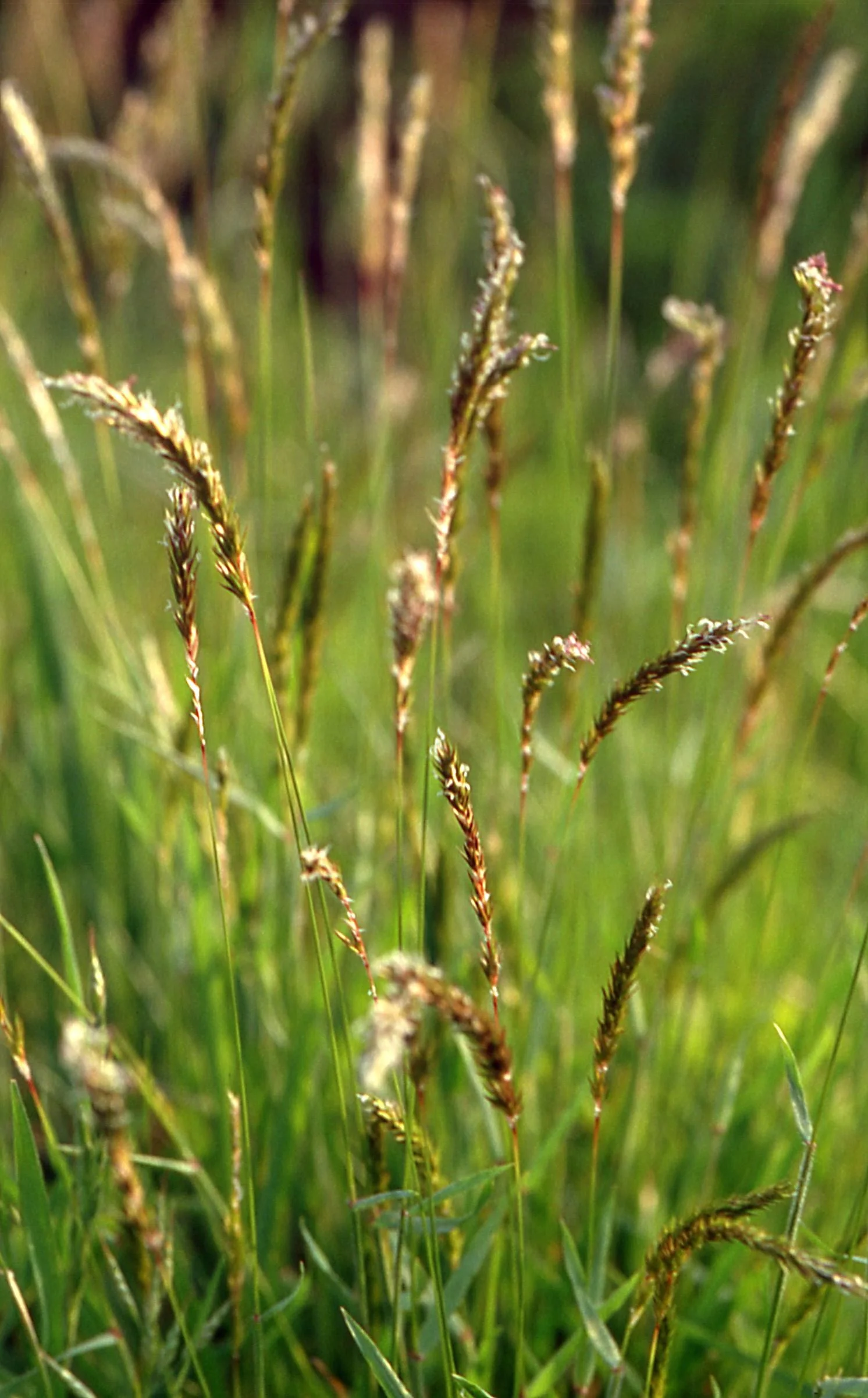 Sweet Vernalgrass showing short open grass clumps.