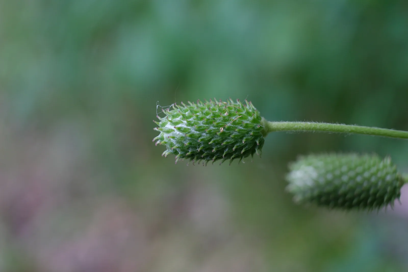 Tall Thimbleweed showing field marks for identification.