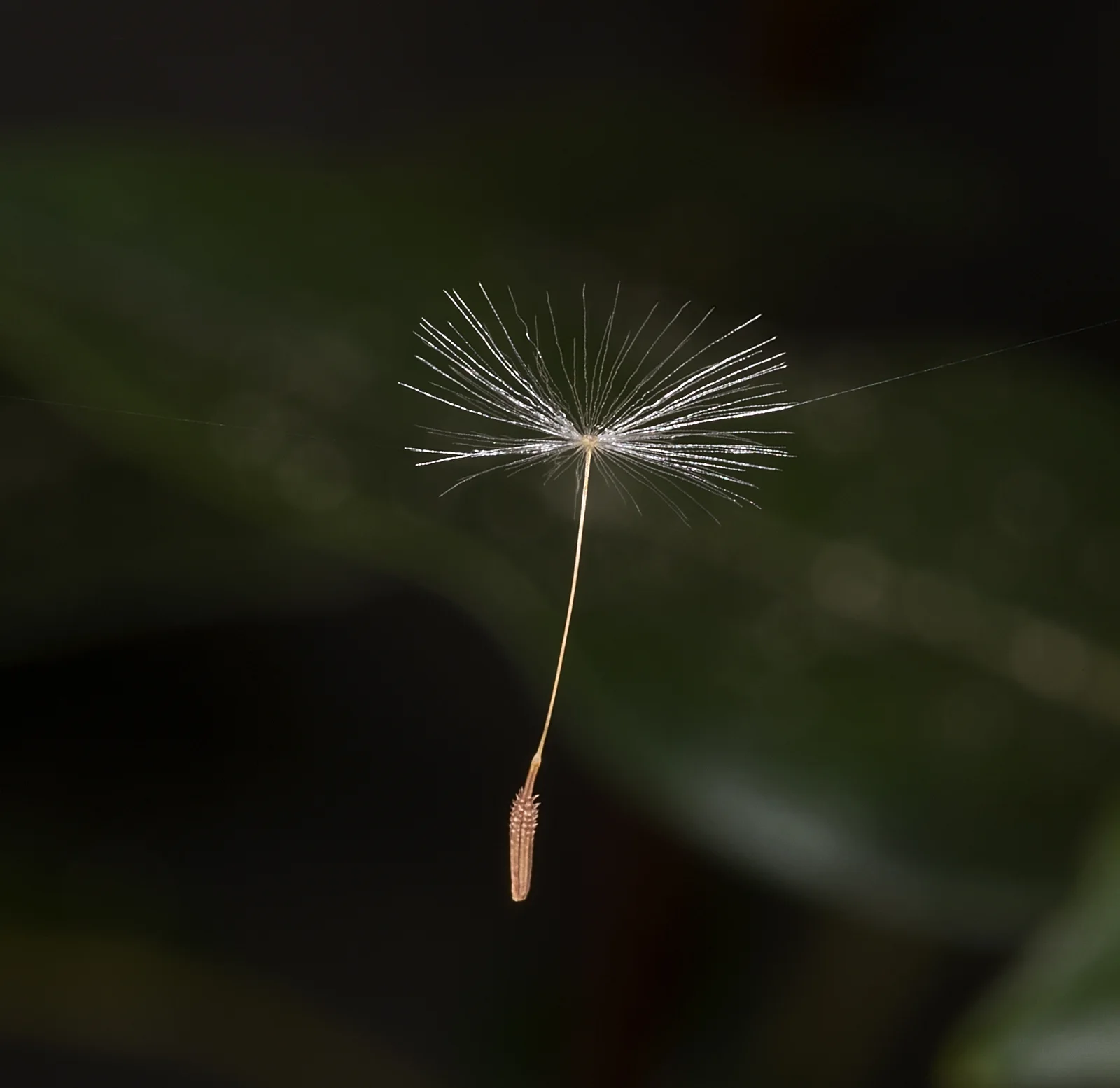 Taraxacum showing basal leaf rosette.