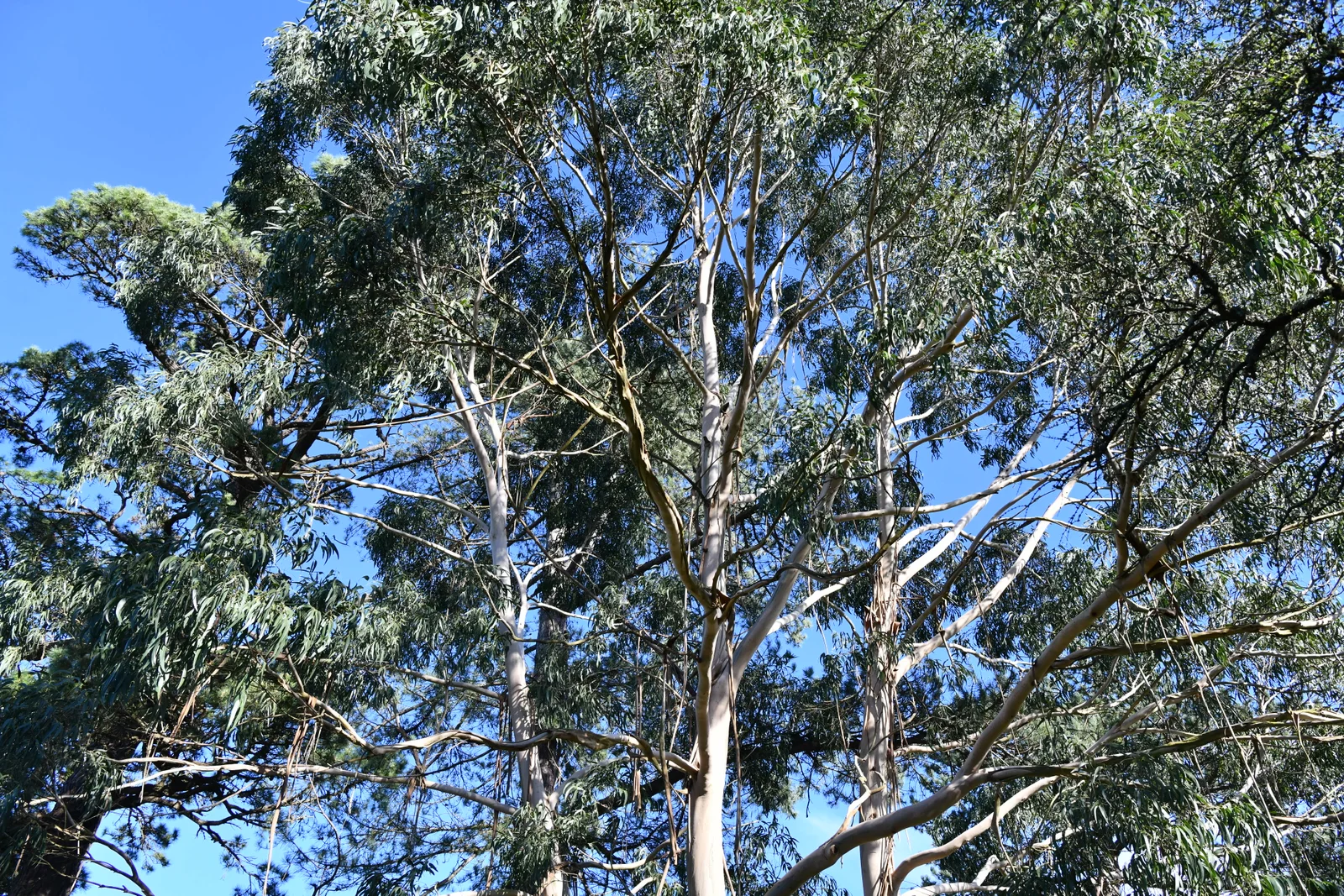 Tasmanian Blue Gum shown in a verified species image for field-guide context.
