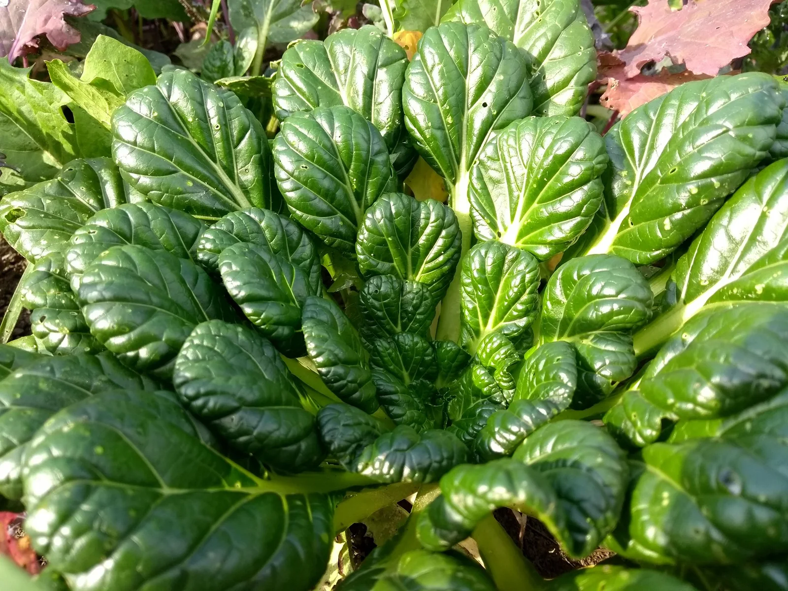 Tatsoi showing the main field marks described in the Species Showcase.