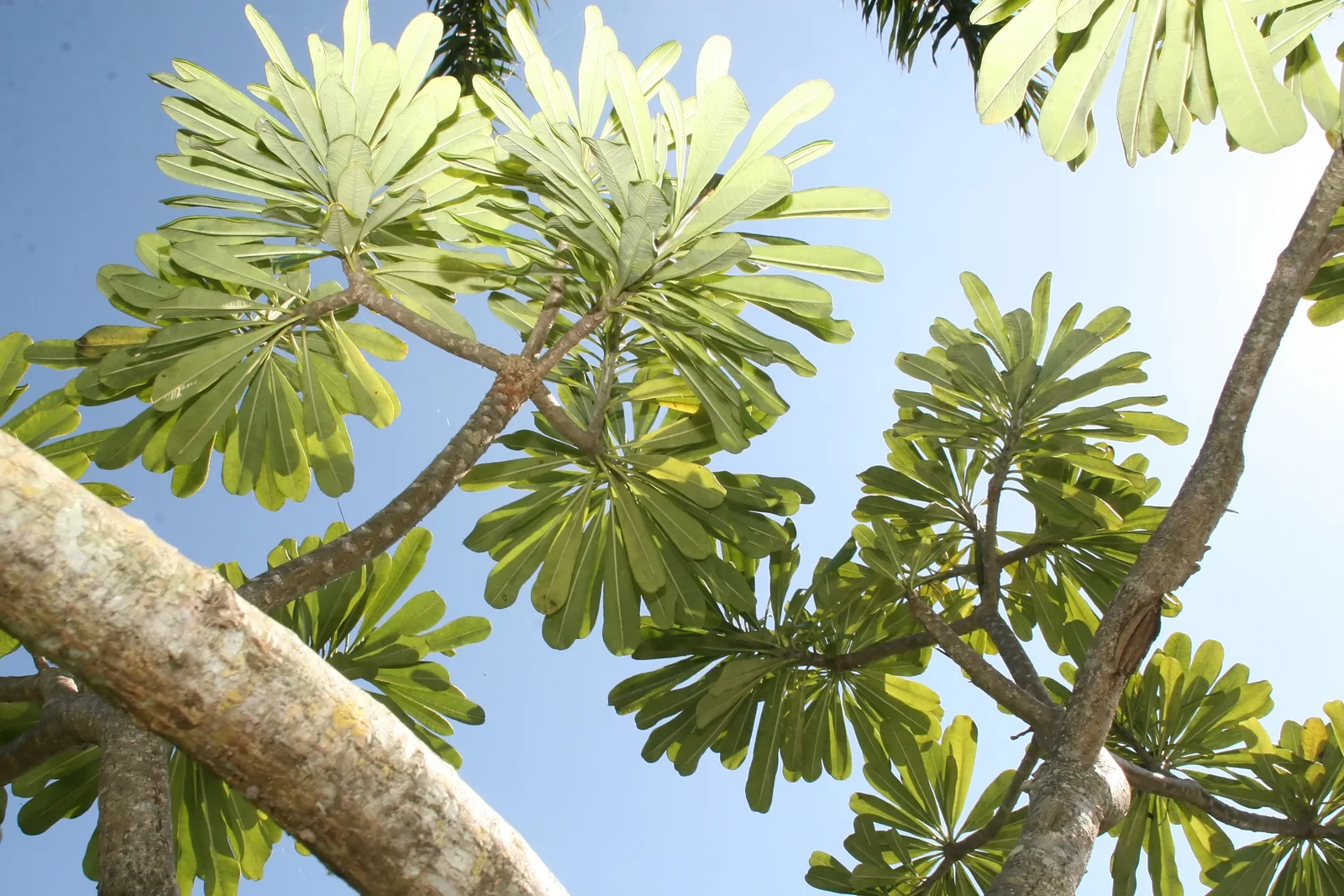 Templetree showing thick gray branches.