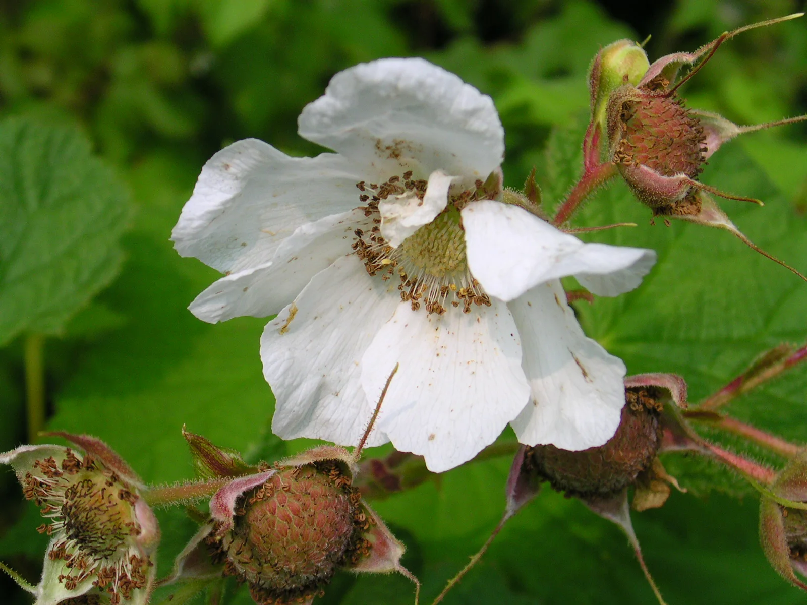 Thimbleberry shown in a verified species image for field-guide context.
