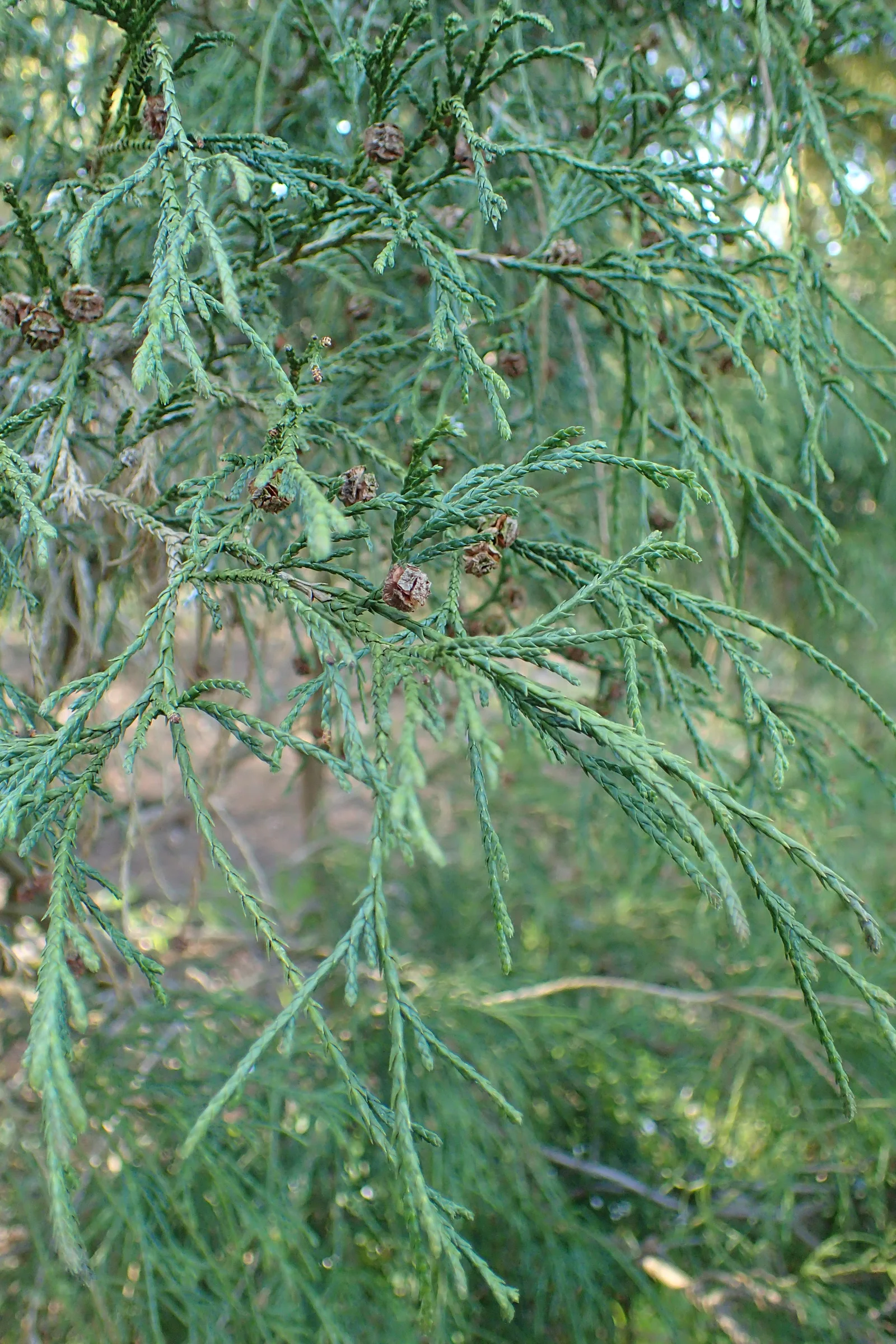 Threadlike green sprays of Chamaecyparis pisifera Filifera foliage.
