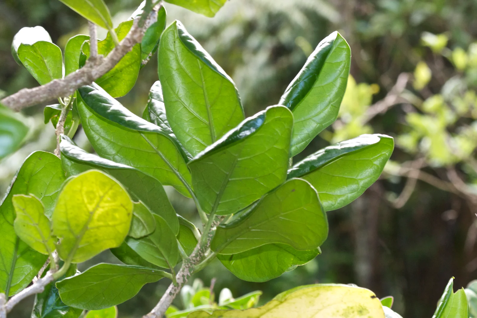 Verified image of Three Kings Kaikōmako showing glossy simple leaves.