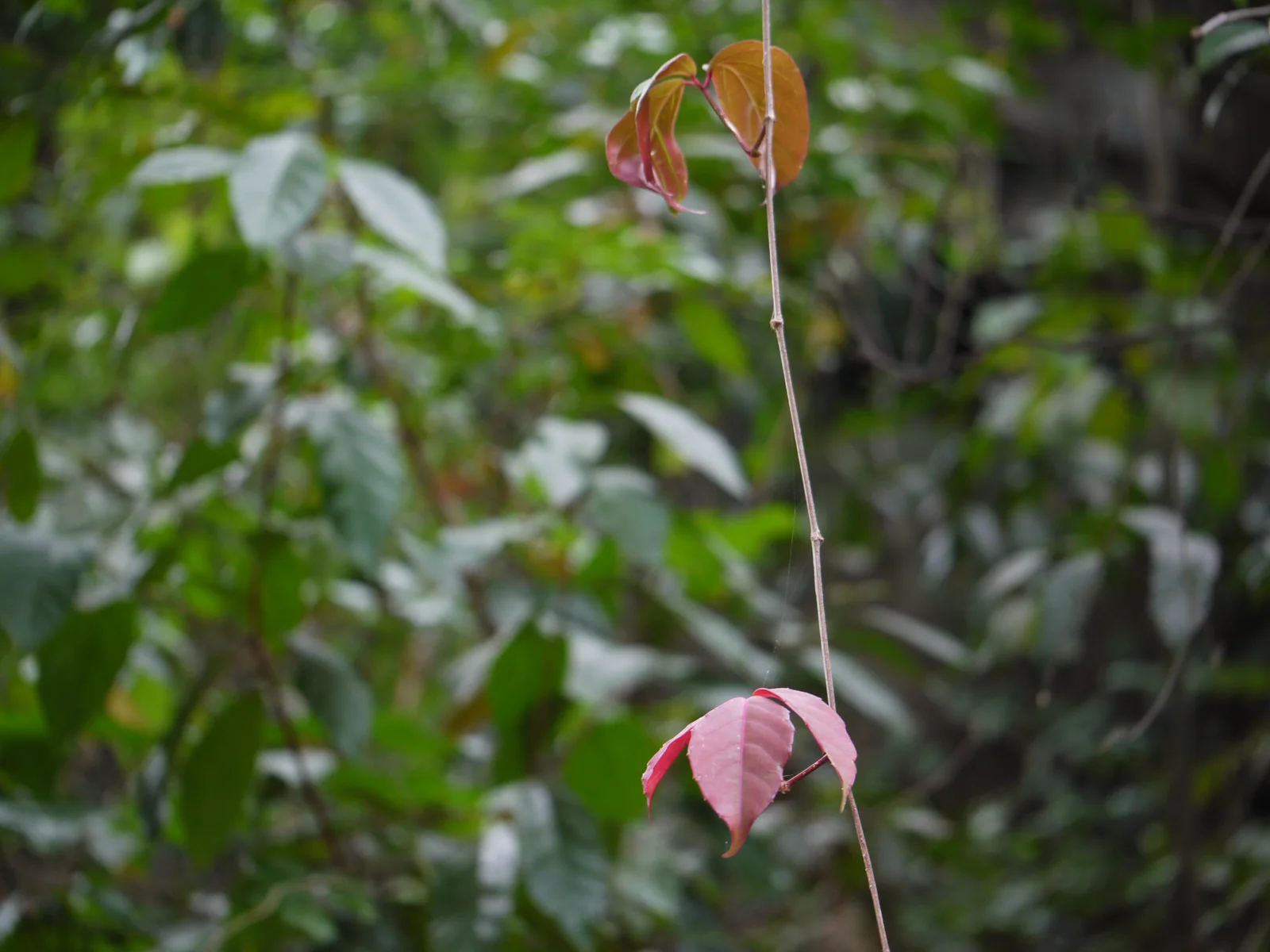 Three-Leaved Wild Vine showing three leaflets, slender tendrils, and a trailing or climbing vine habit.