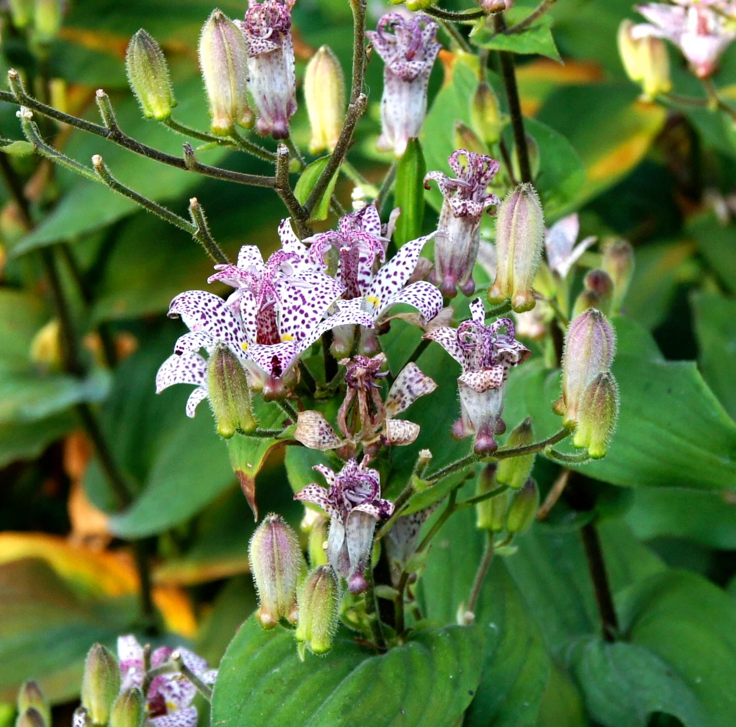 Toad Lily showing field marks for Tricyrtis formosana.