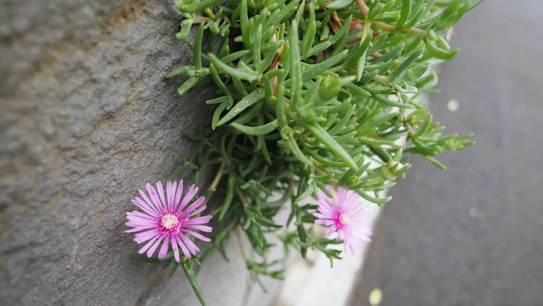 Trailing Iceplant showing visible field marks for Lampranthus spectabilis.
