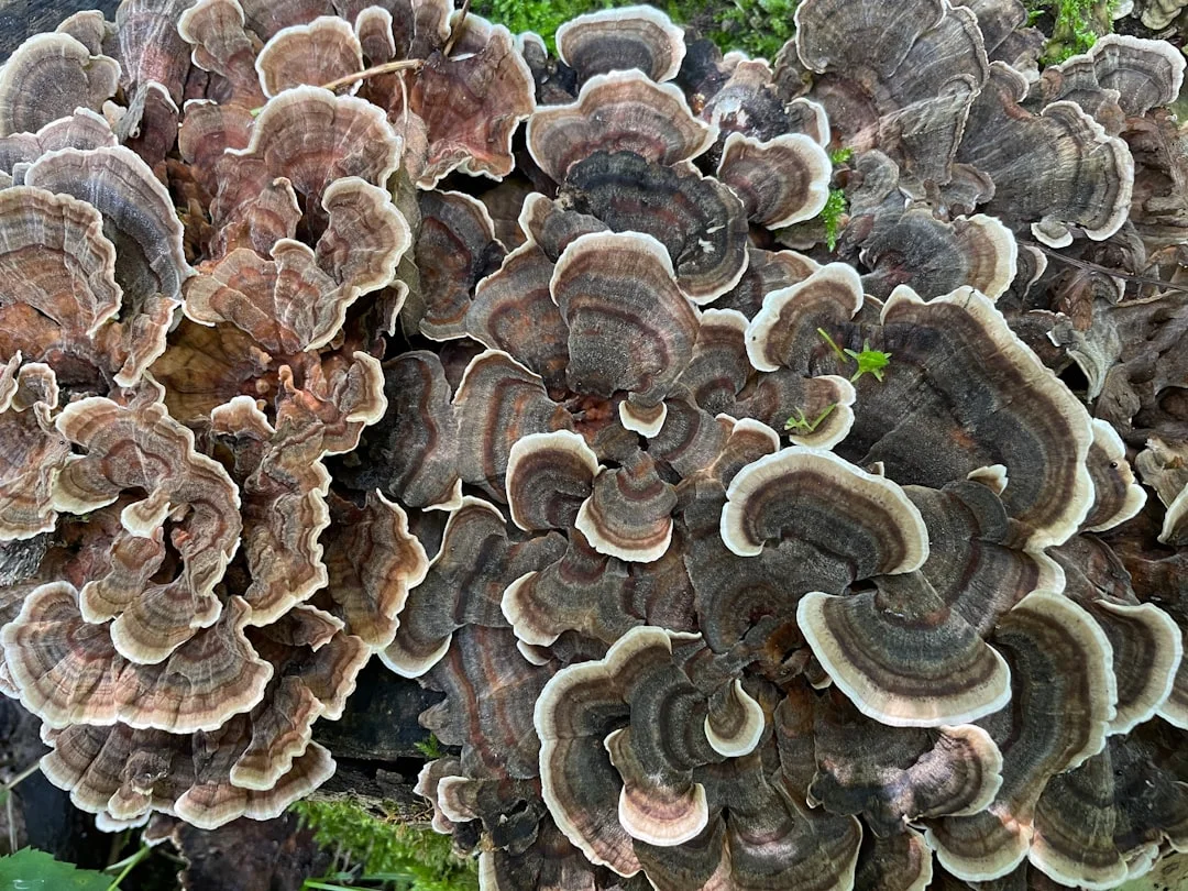 Trametes showing key field marks for identification.