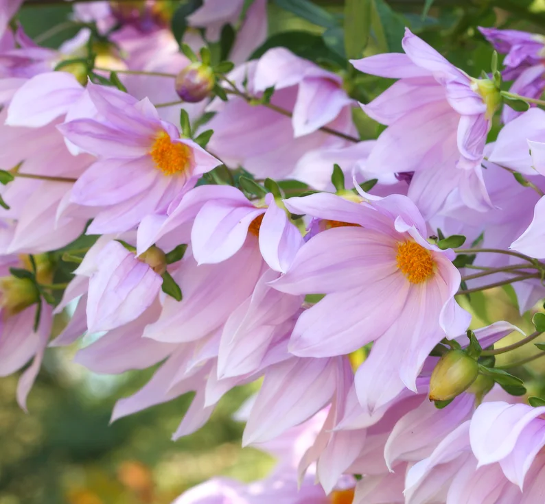 Tall Tree Dahlia plants with pale pink flower heads above green foliage.