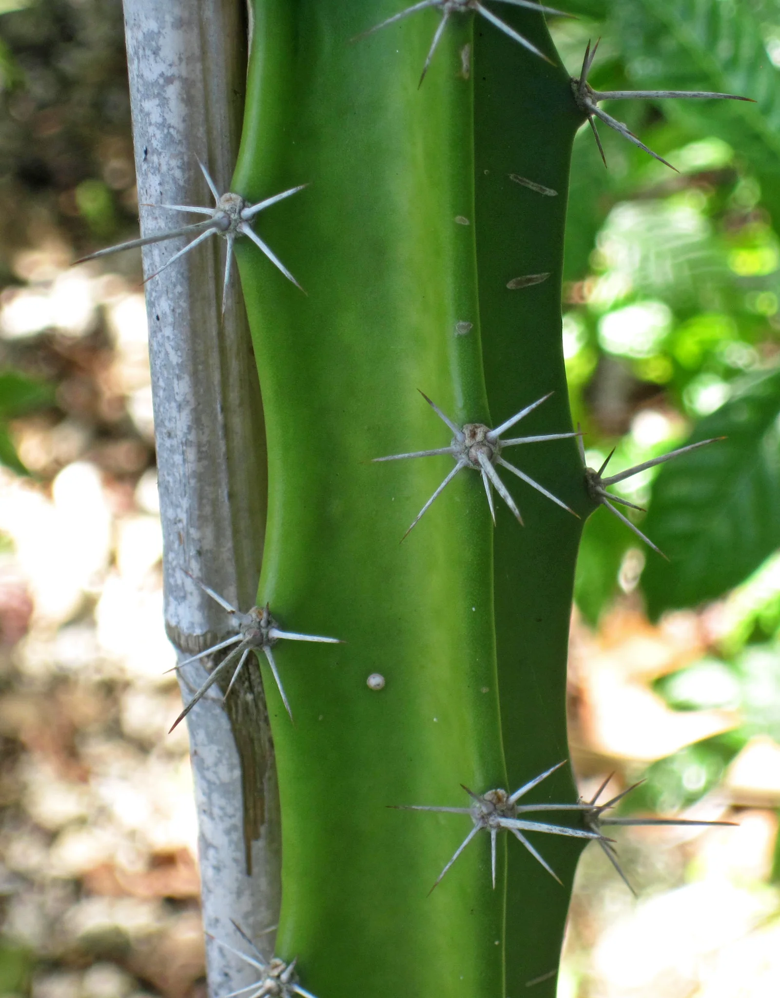 Triangle Cactus showing three-angled stems.