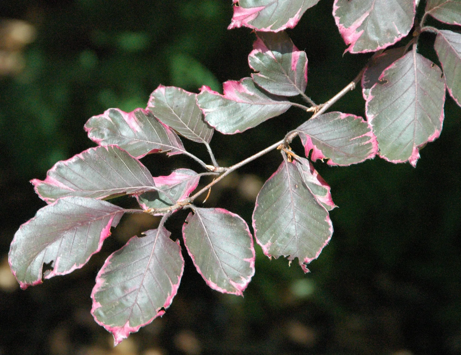 Tricolor Beech showing the main field marks described in the Species Showcase.