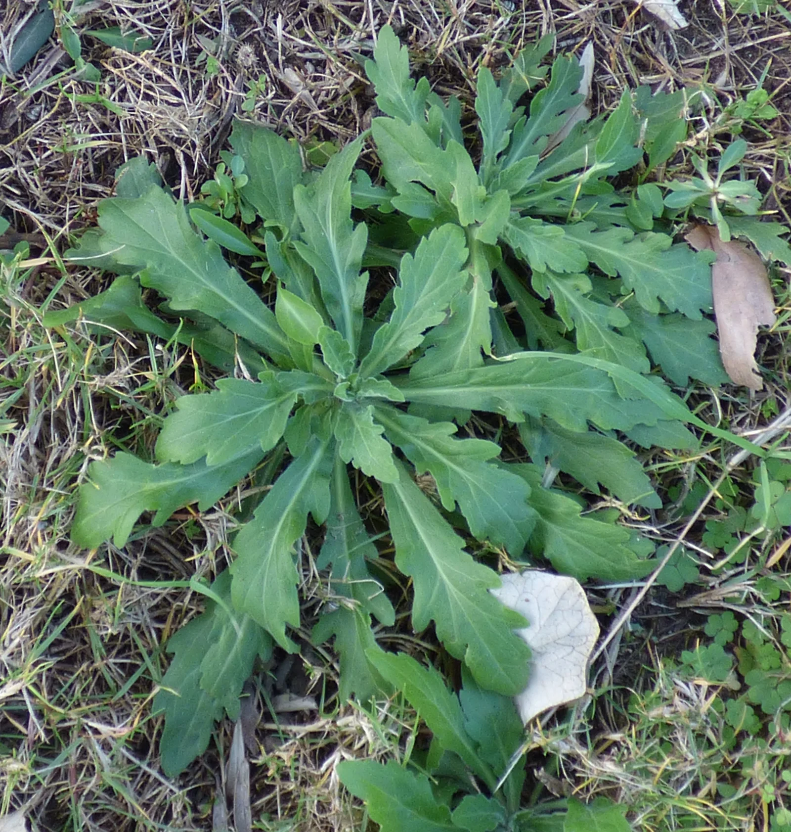 Tropical Horseweed showing upright hairy stems, narrow leaves, and many small pale flower heads.