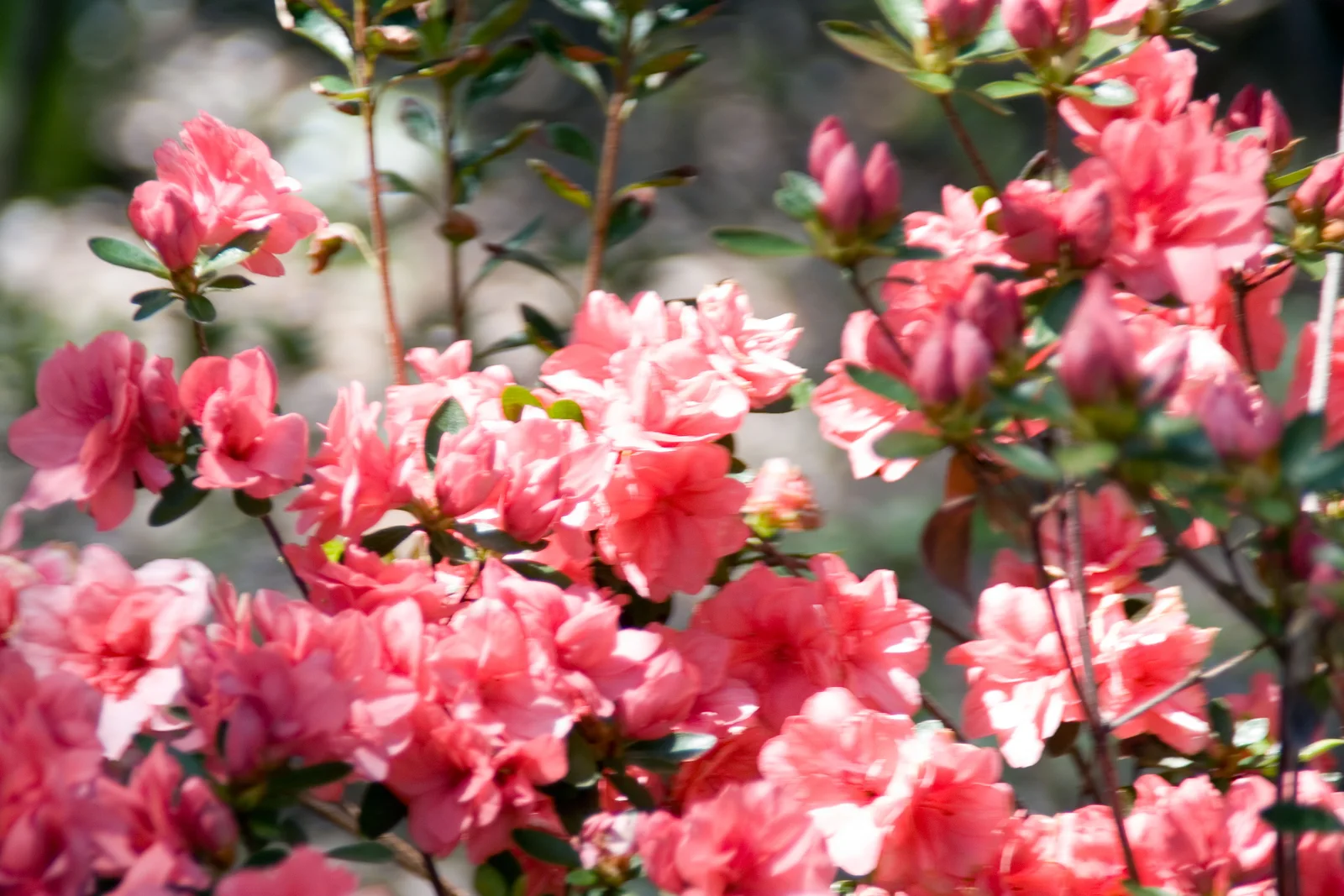 Tsutsusi Azalea showing scarlet funnel flowers.