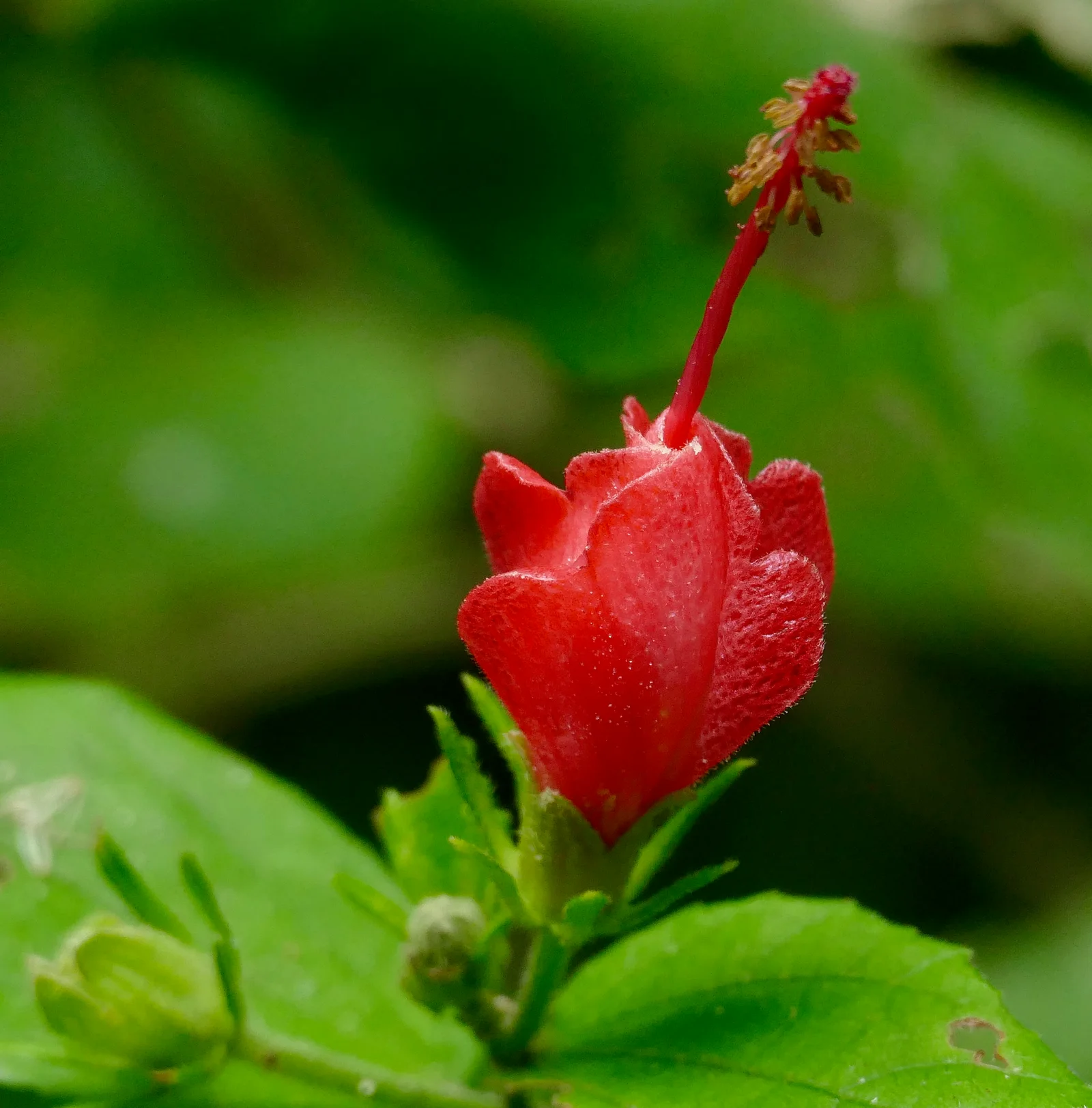 Red Turk's Cap flower with curled petals and a projecting center.
