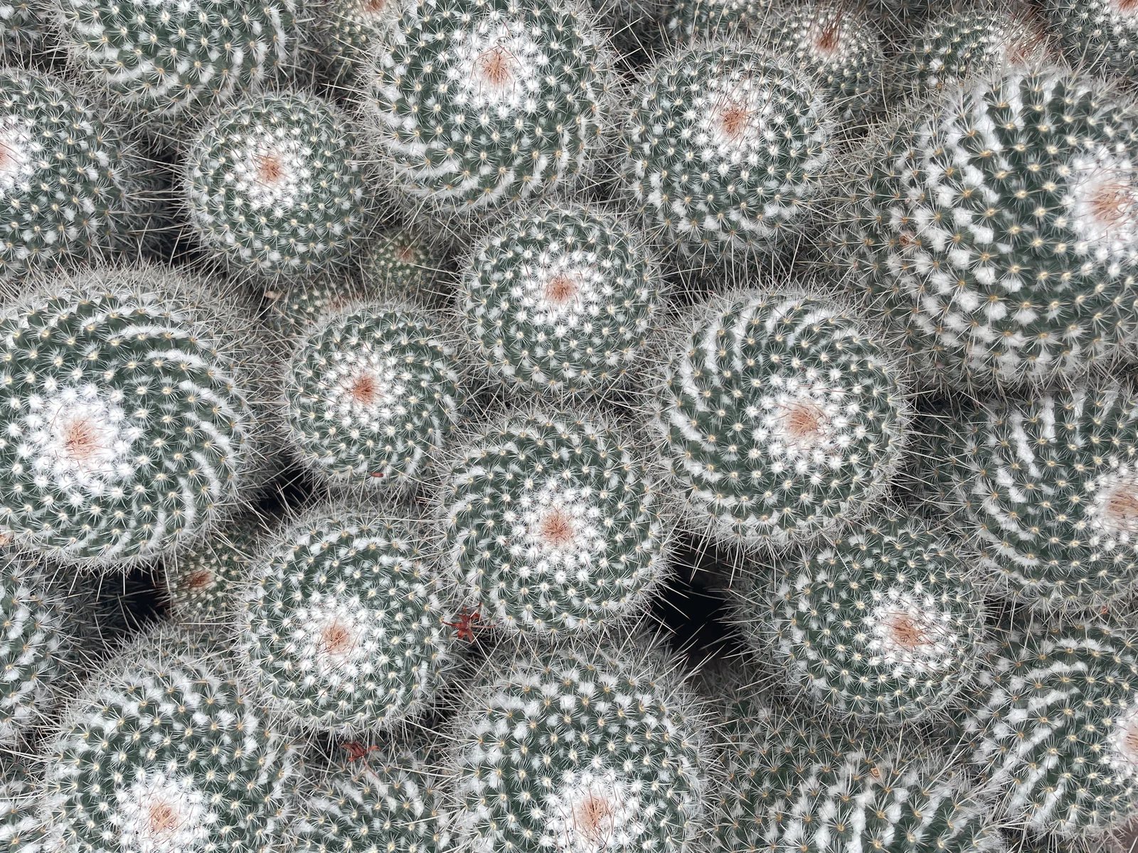 Twin-Spined Cactus showing visible field marks for Mammillaria geminispina.
