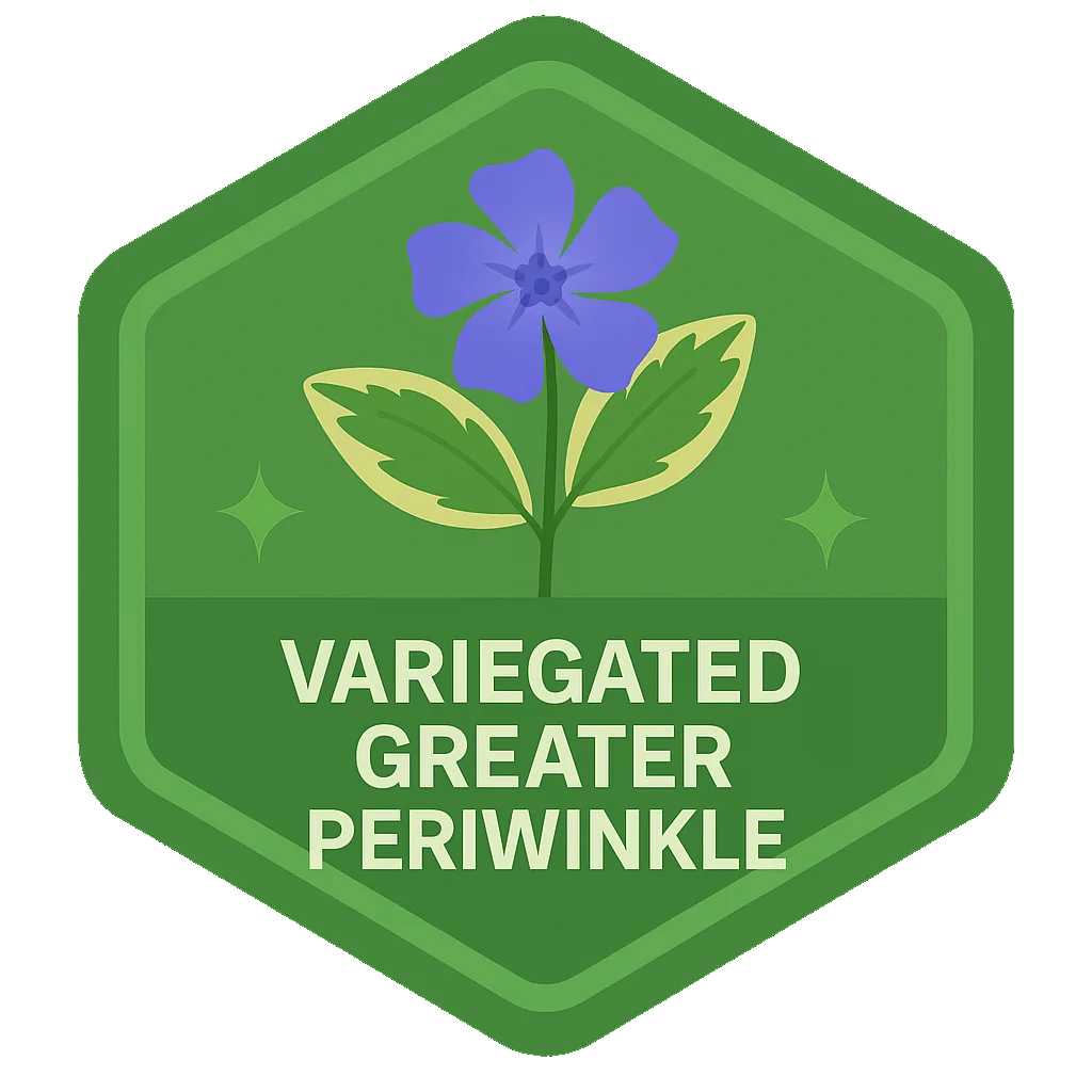 Variegated Greater Periwinkle badge.