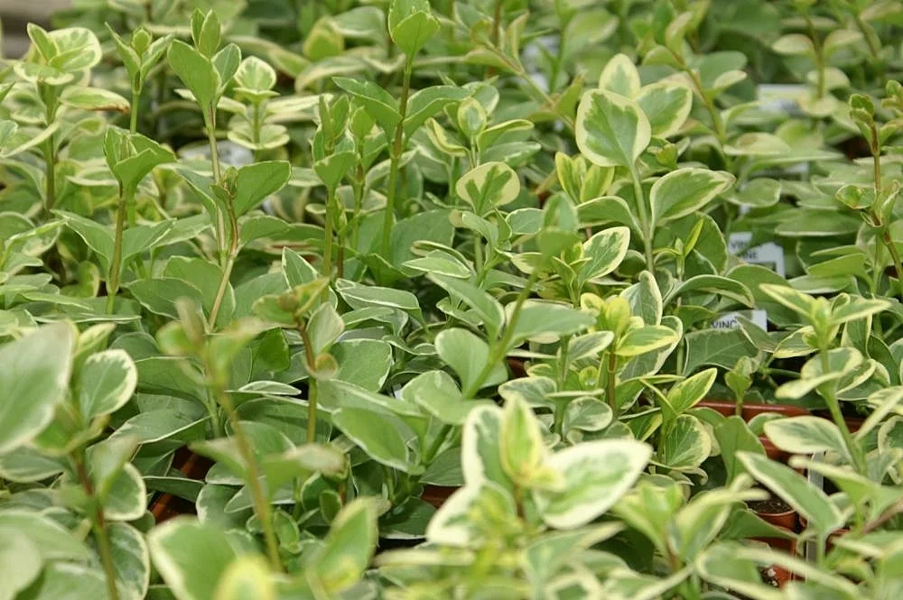 Variegated Vinca major leaves with cream margins and blue-purple flowers.