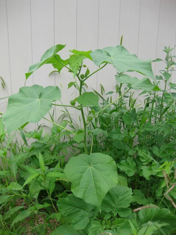 Velvetleaf showing a broad soft heart-shaped leaf.