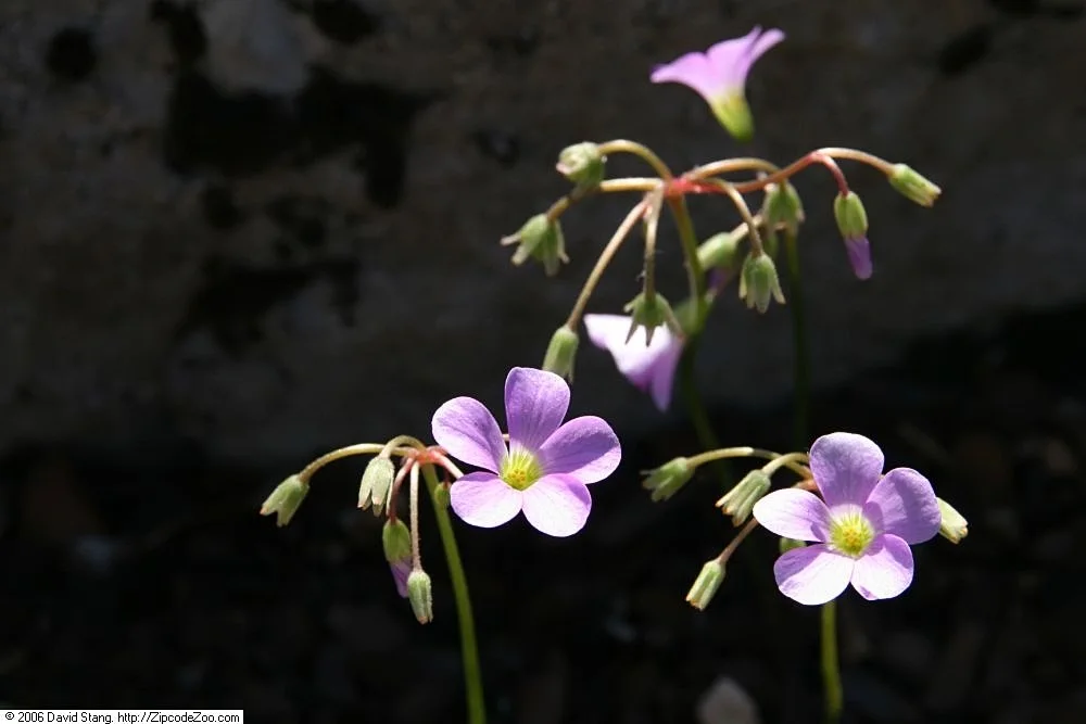 Violet Woodsorrel showing three heart-shaped leaflets.
