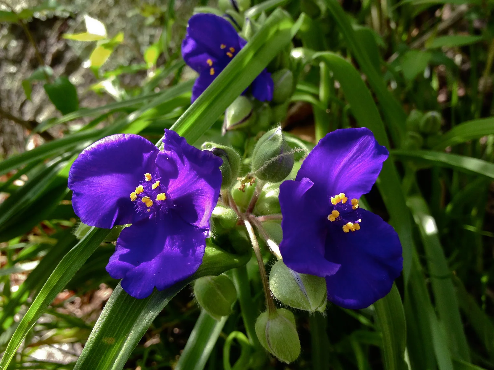 Virginia Spiderwort hero showing overall form.