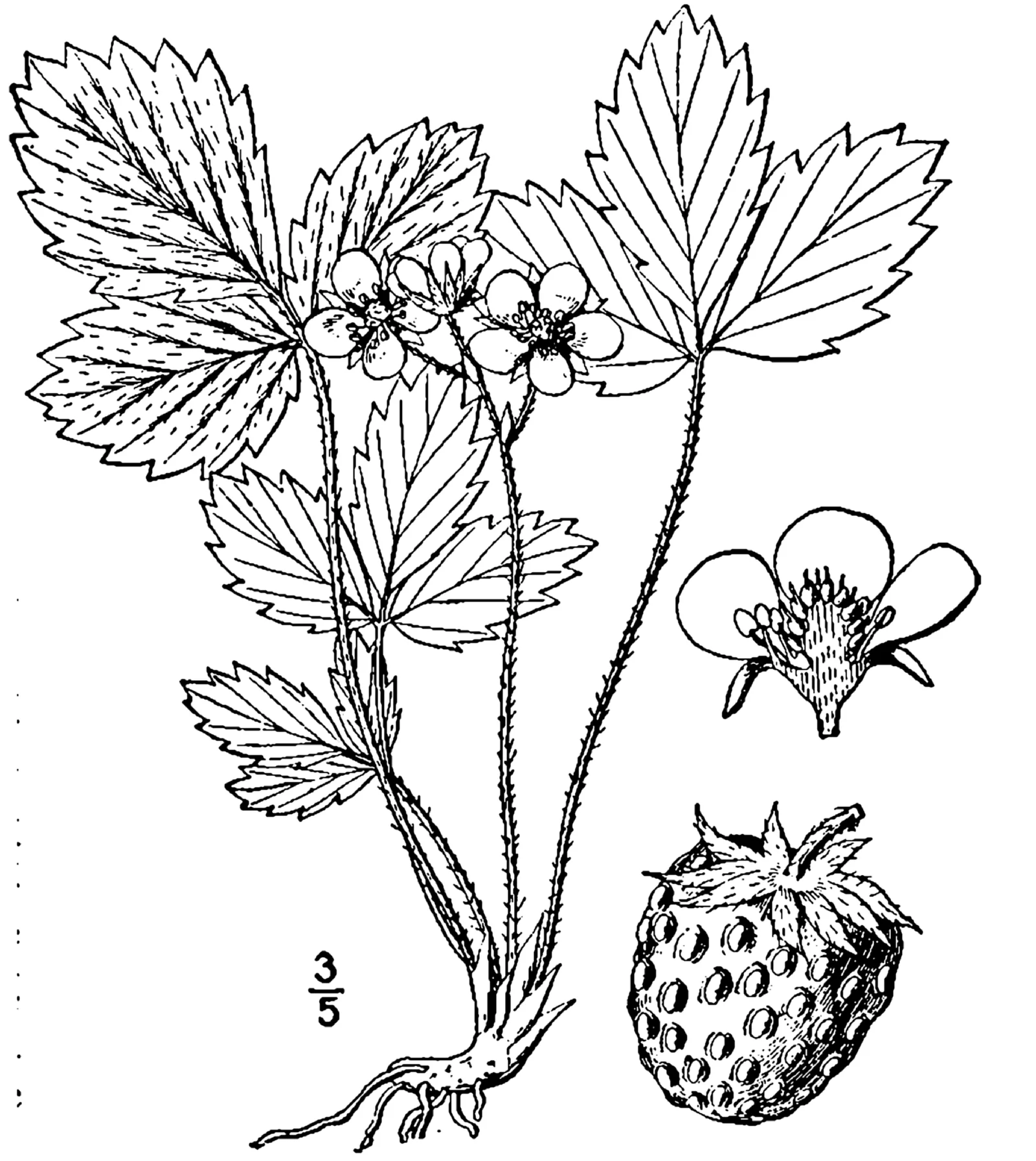 Virginia Strawberry showing three toothed leaflets.