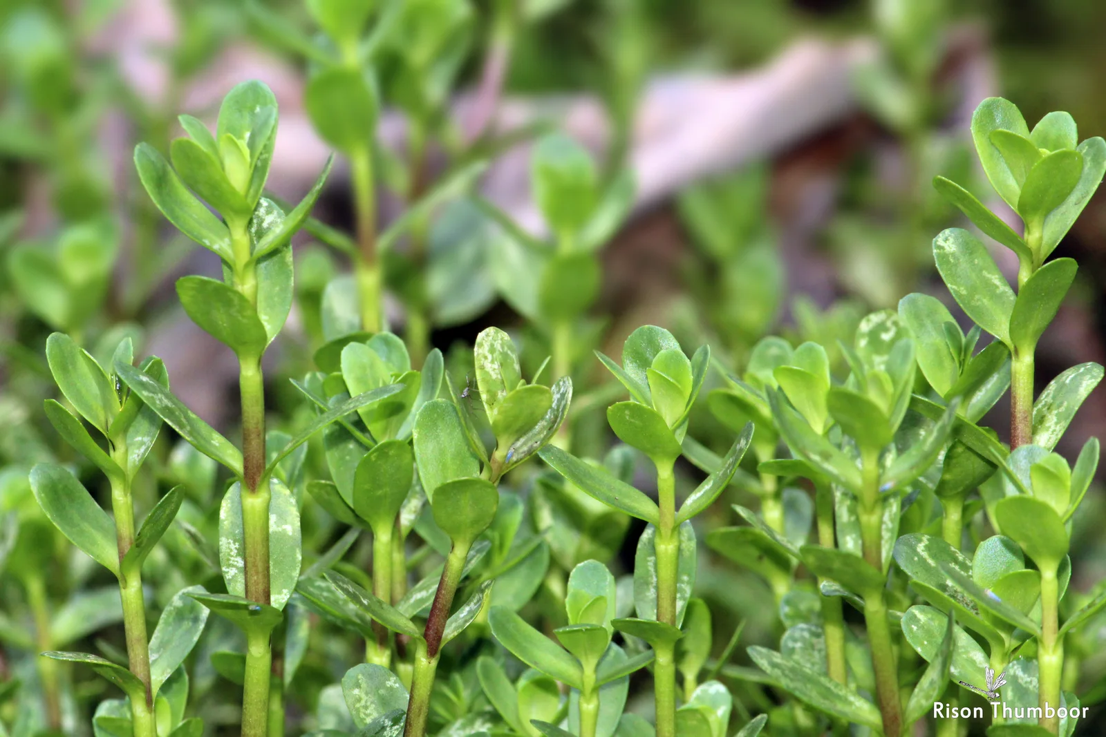 Water Hyssop showing field marks for identification.