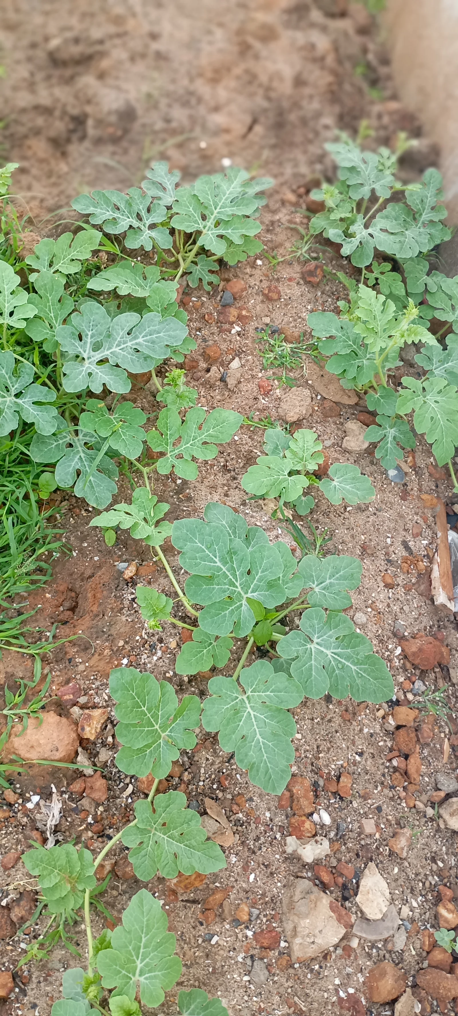 Watermelon plant and fruit.