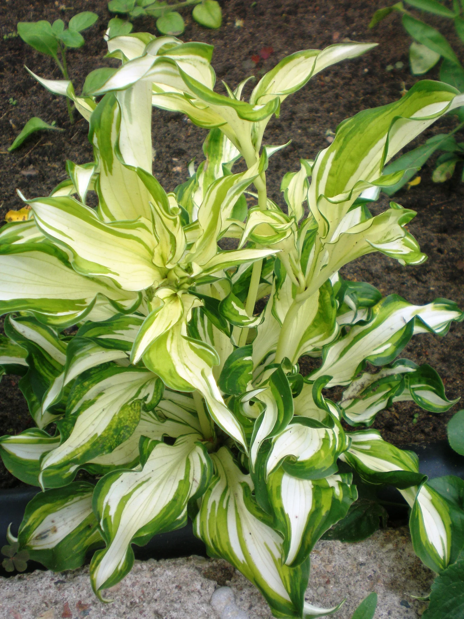 Wavy-Leaf Plantain-Lily showing wavy variegated leaves in a low mound, followed by pale summer flowers.