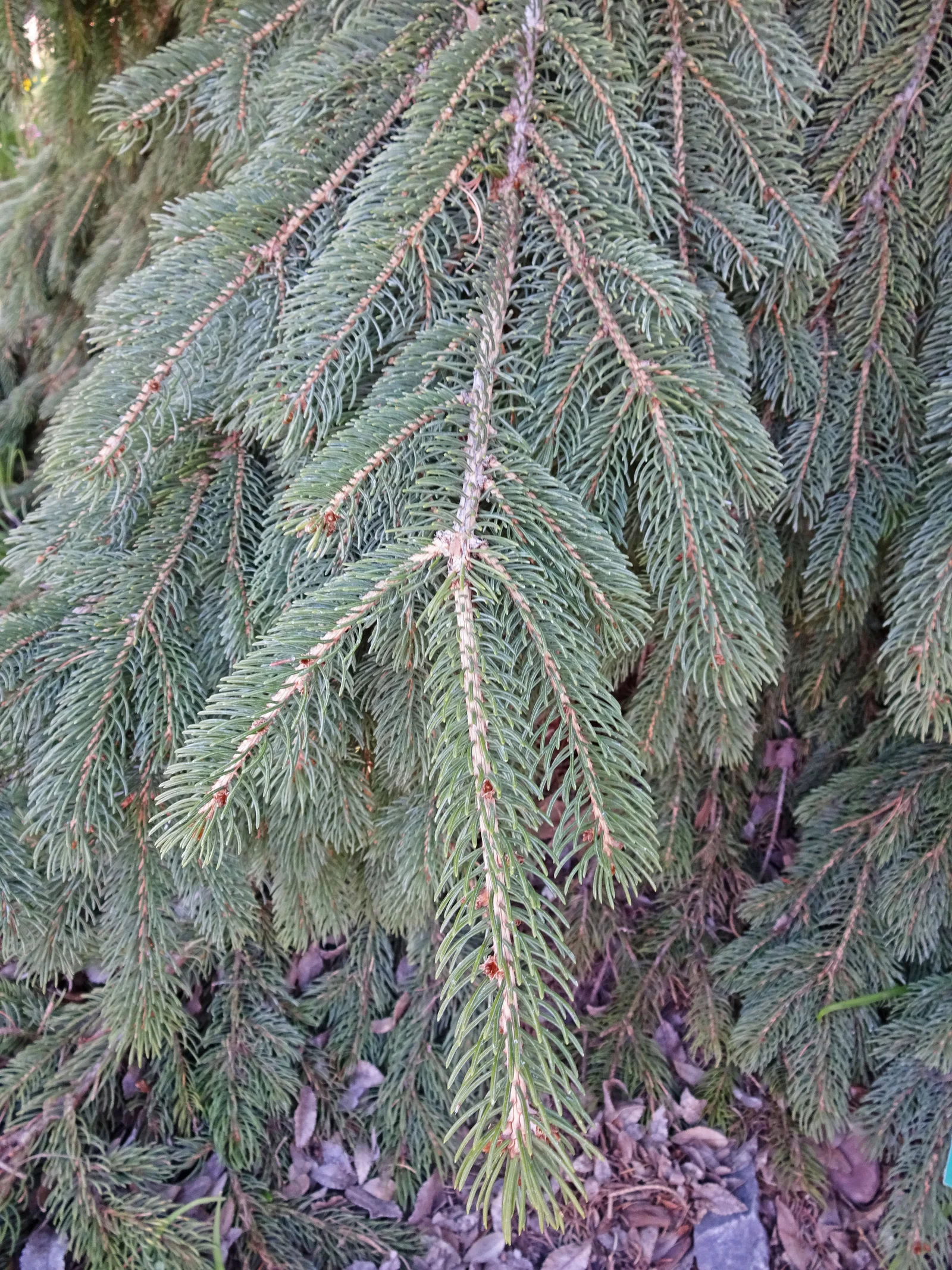 Weeping White Spruce field view showing narrow upright habit.
