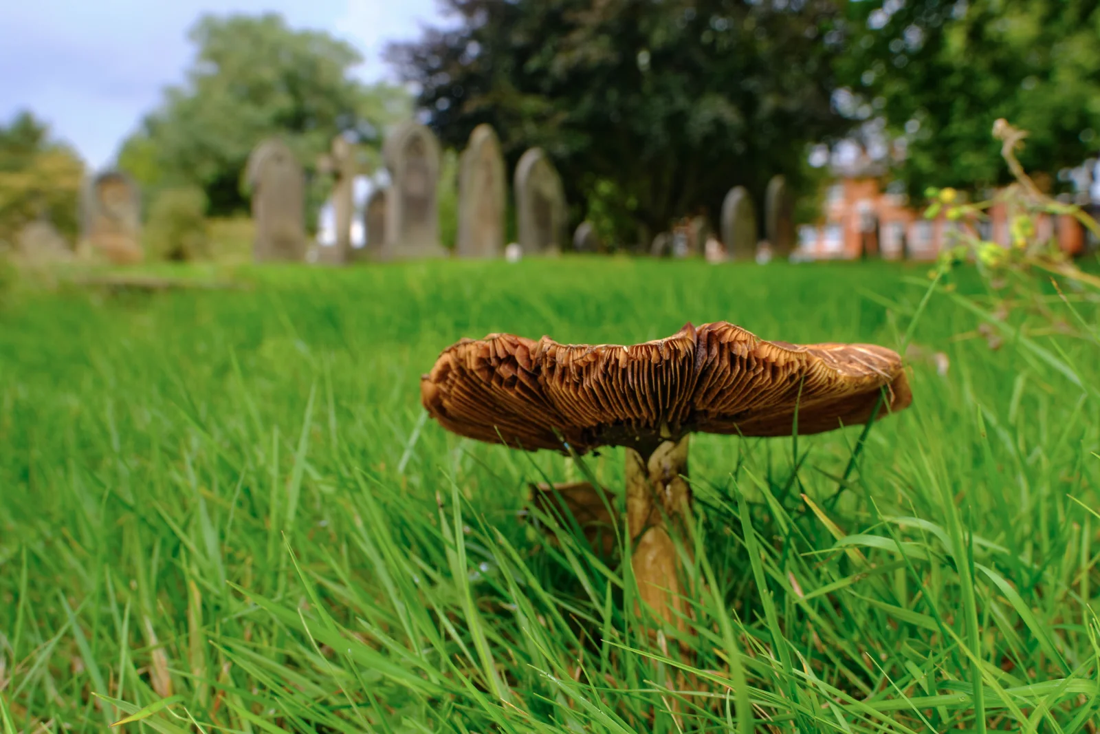 Weeping Widow showing key field marks for identification.