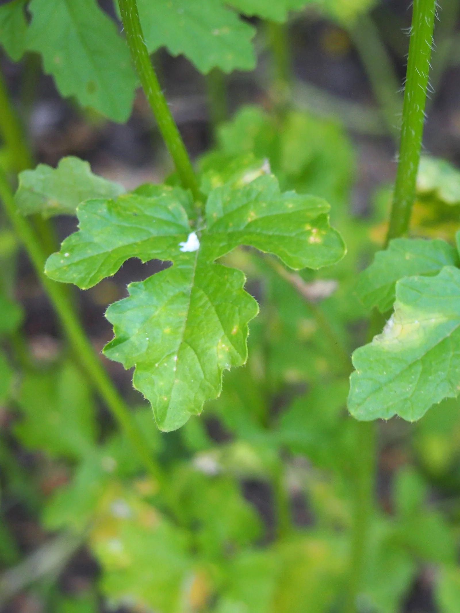 White Mustard flowering plant showing yellow flowers and green leaves.