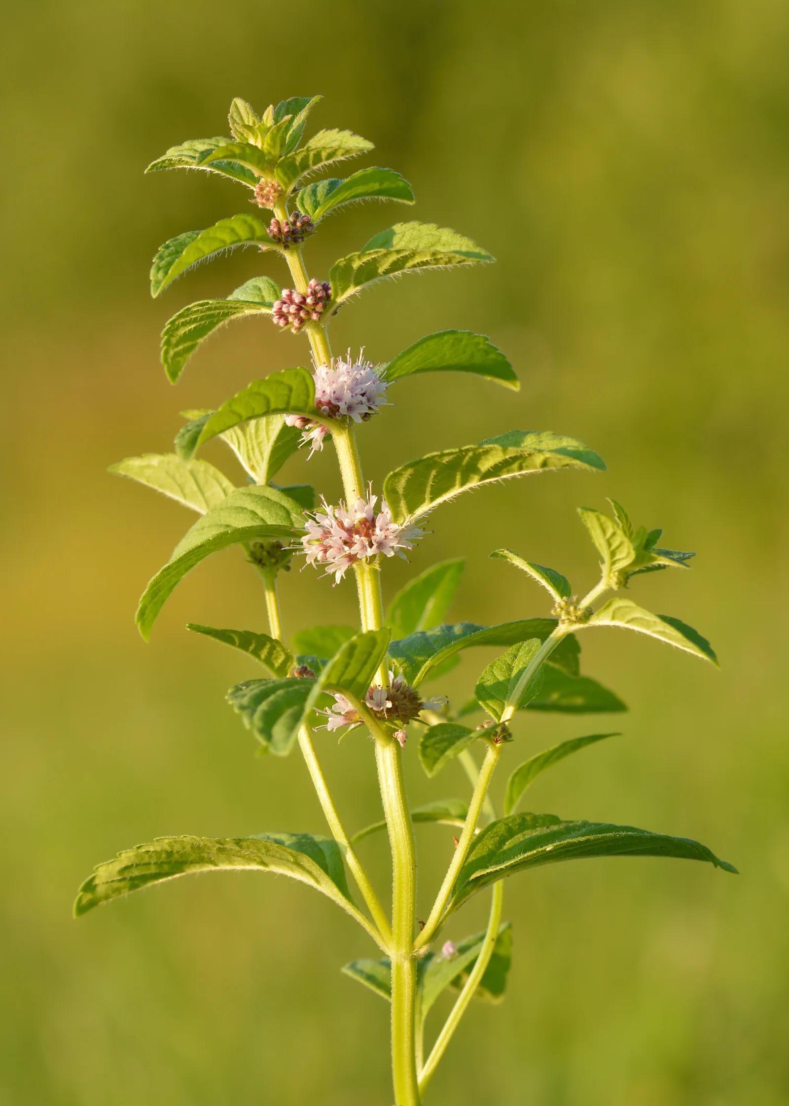 Wild Mint showing square stems.