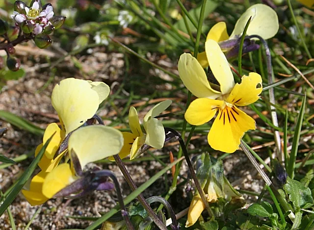 Wild pansy flower with purple, yellow, and pale petals.