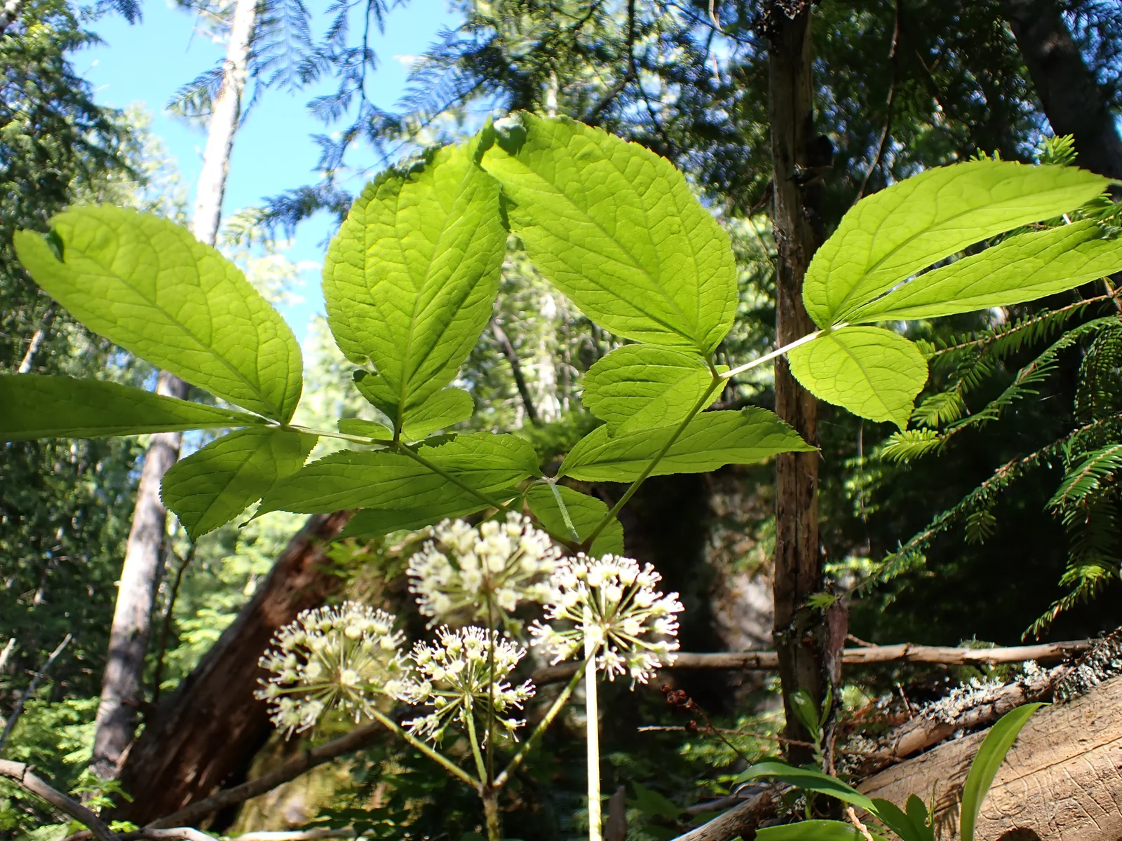 Wild Sarsaparilla showing compound leaf umbrellas.