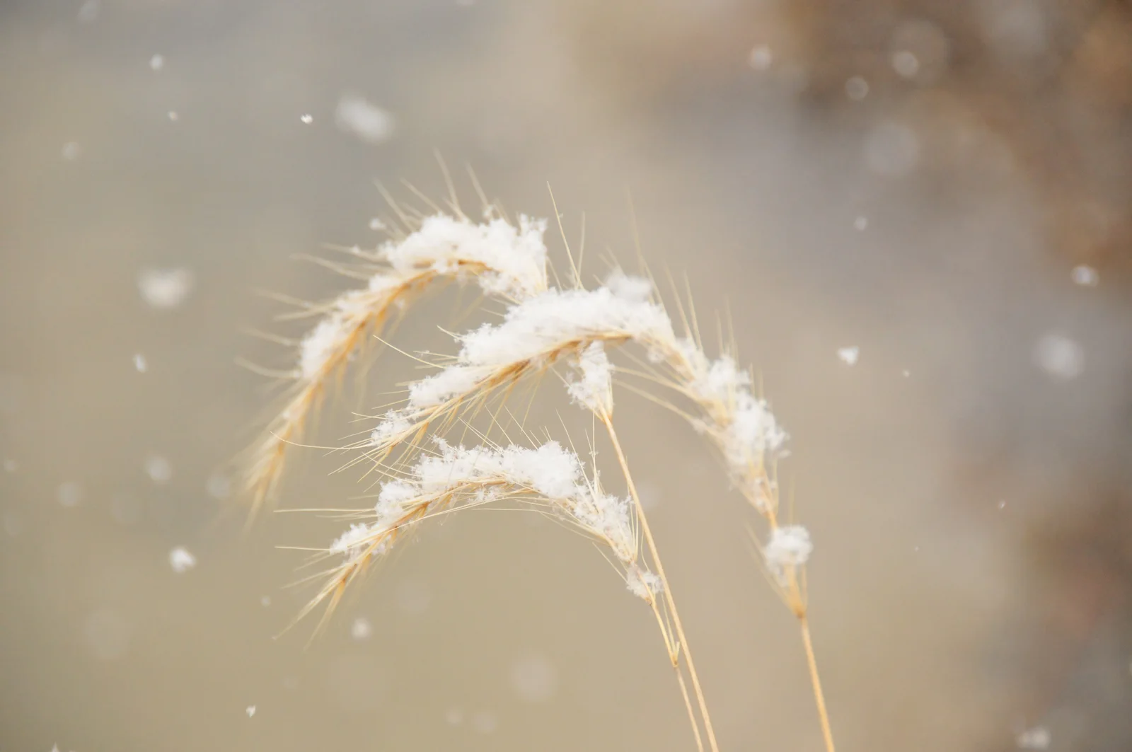 Wildrye showing narrow leaves, upright stems, and bristly grain-like seed heads.